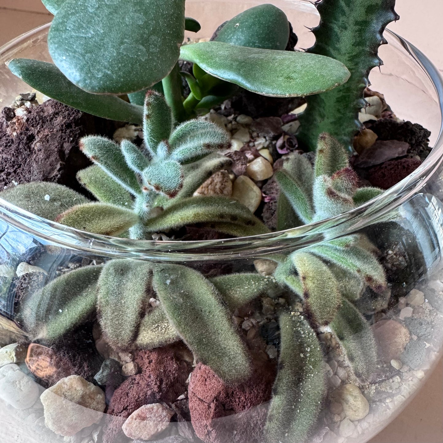 8" Succulent Globe Terrarium
