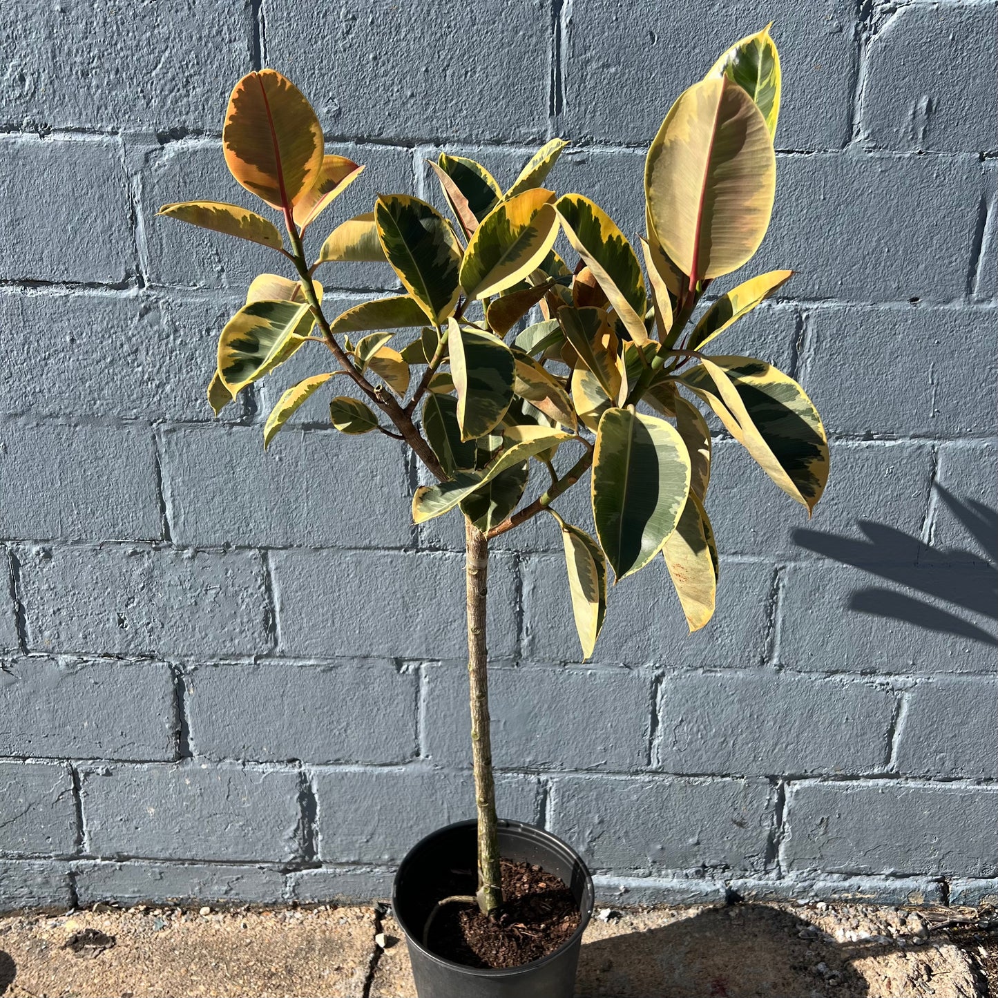 Ficus elastica 'Tineke'
