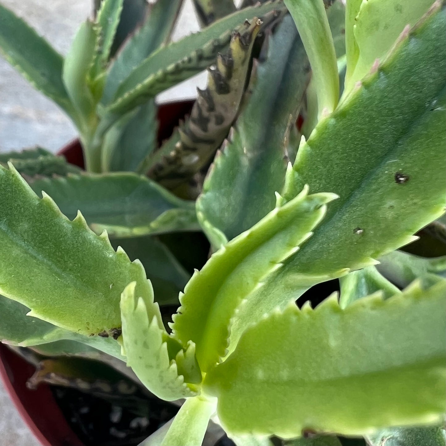 Kalanchoe daigremontiana 'Mother-Of-Thousands'
