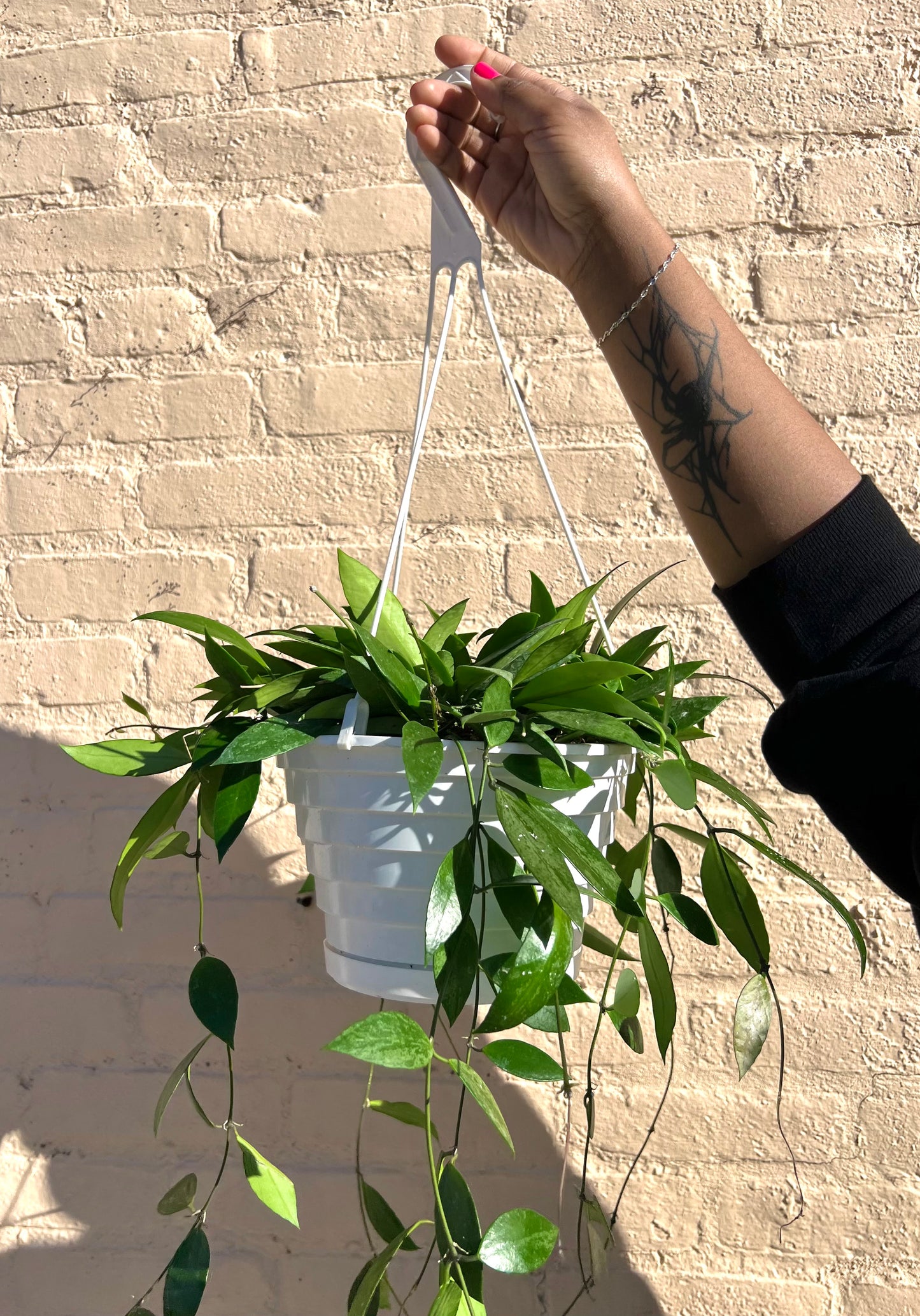 Hoya gracilis 'Memoria'