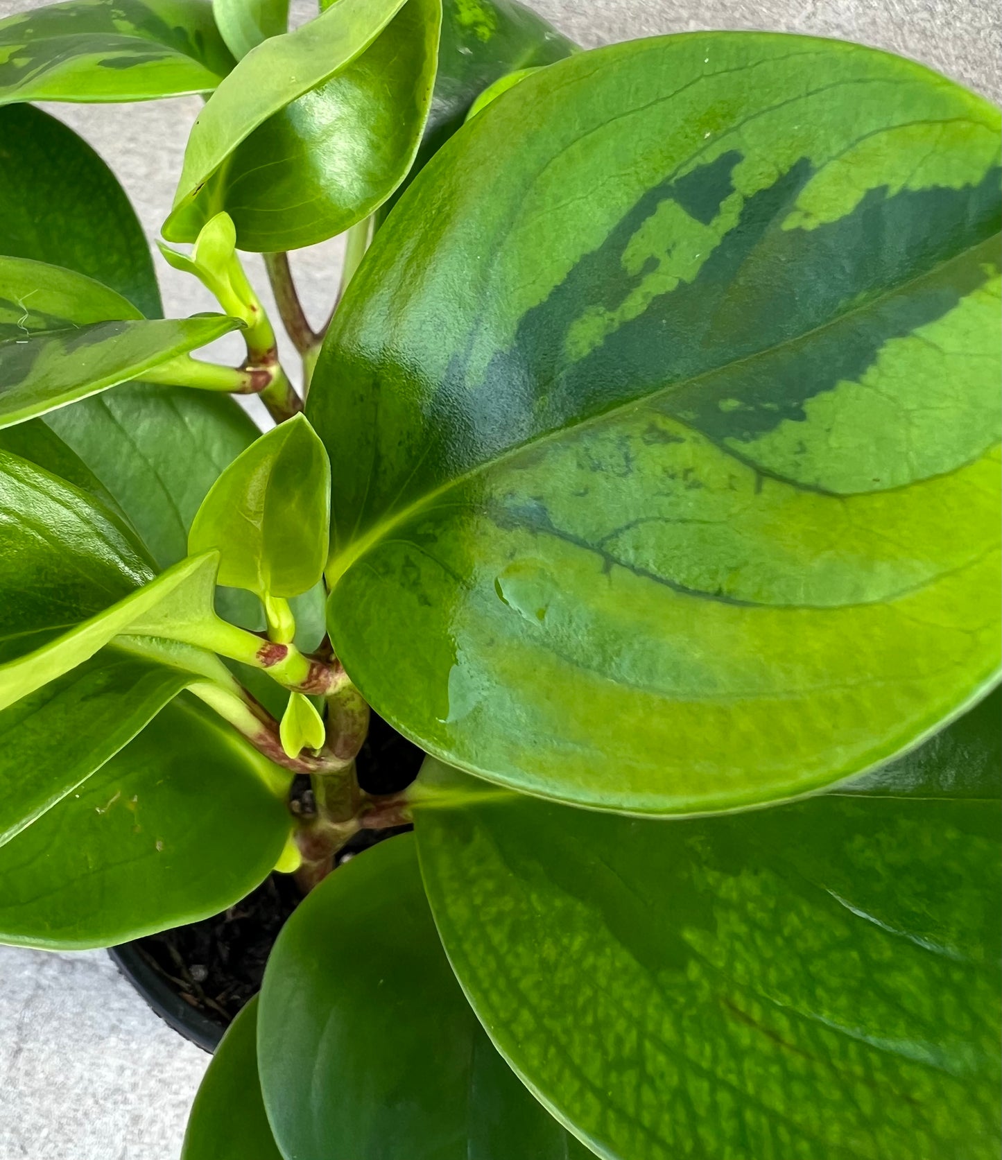 Peperomia obtusifolia