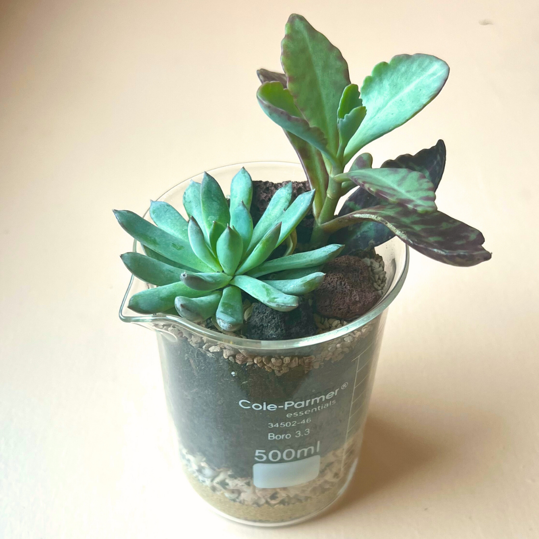 coles succulents Succulent Beaker Terrarium