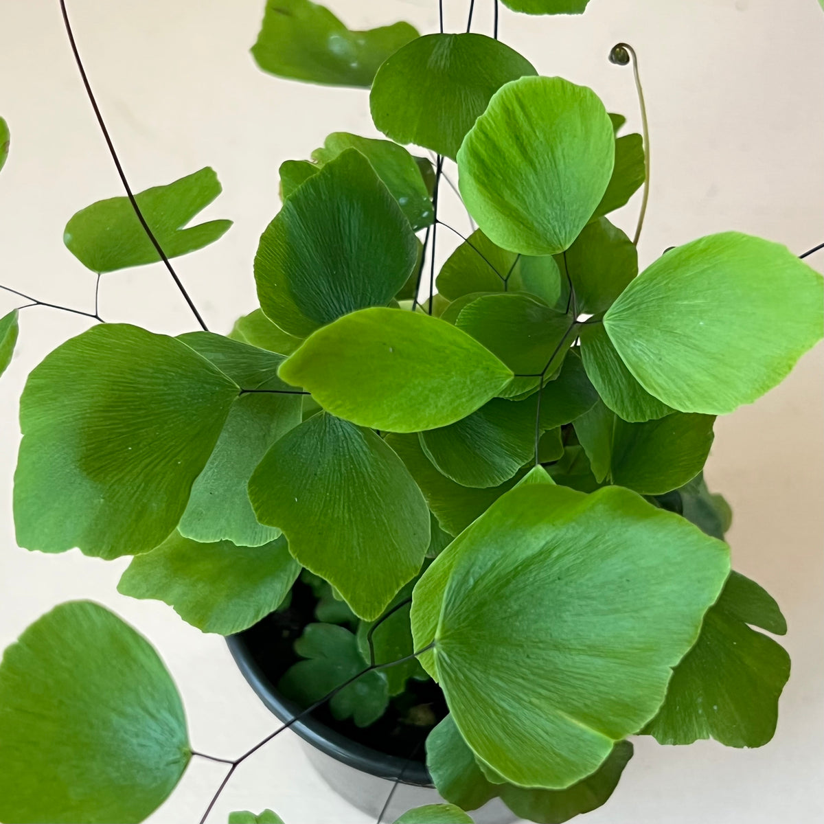 Adiantum peruvianum 'Silver Dollar Fern'