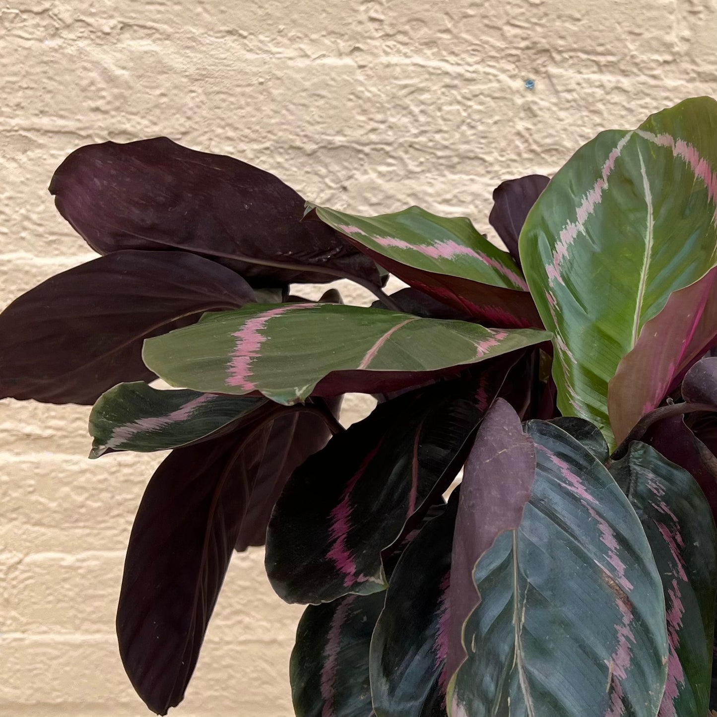 Calathea roseopicta