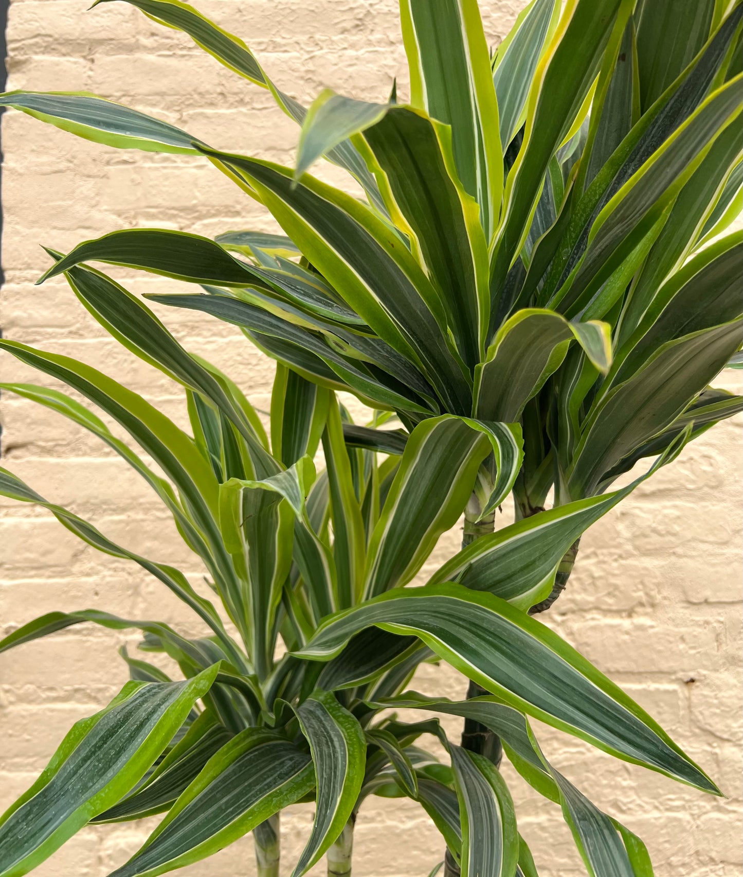 Dracena Gold Star/Lemon Lime Cane