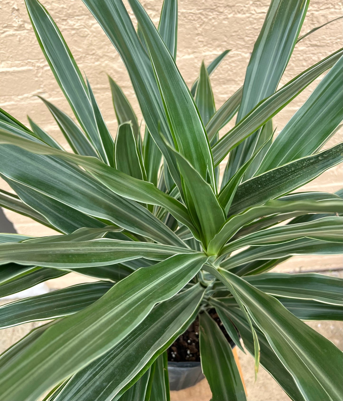 Dracaena Warneckei Jumbo