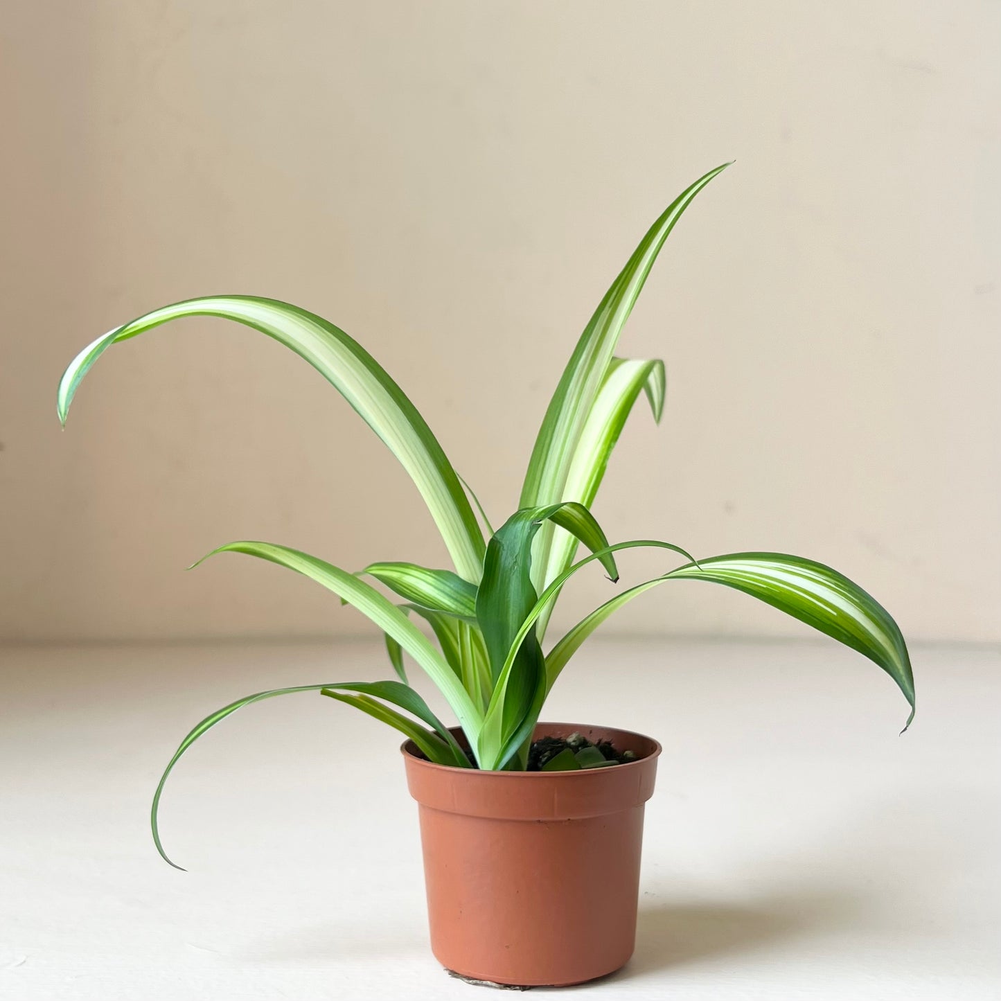 Chlorophytum comosum 'Spider Plant'