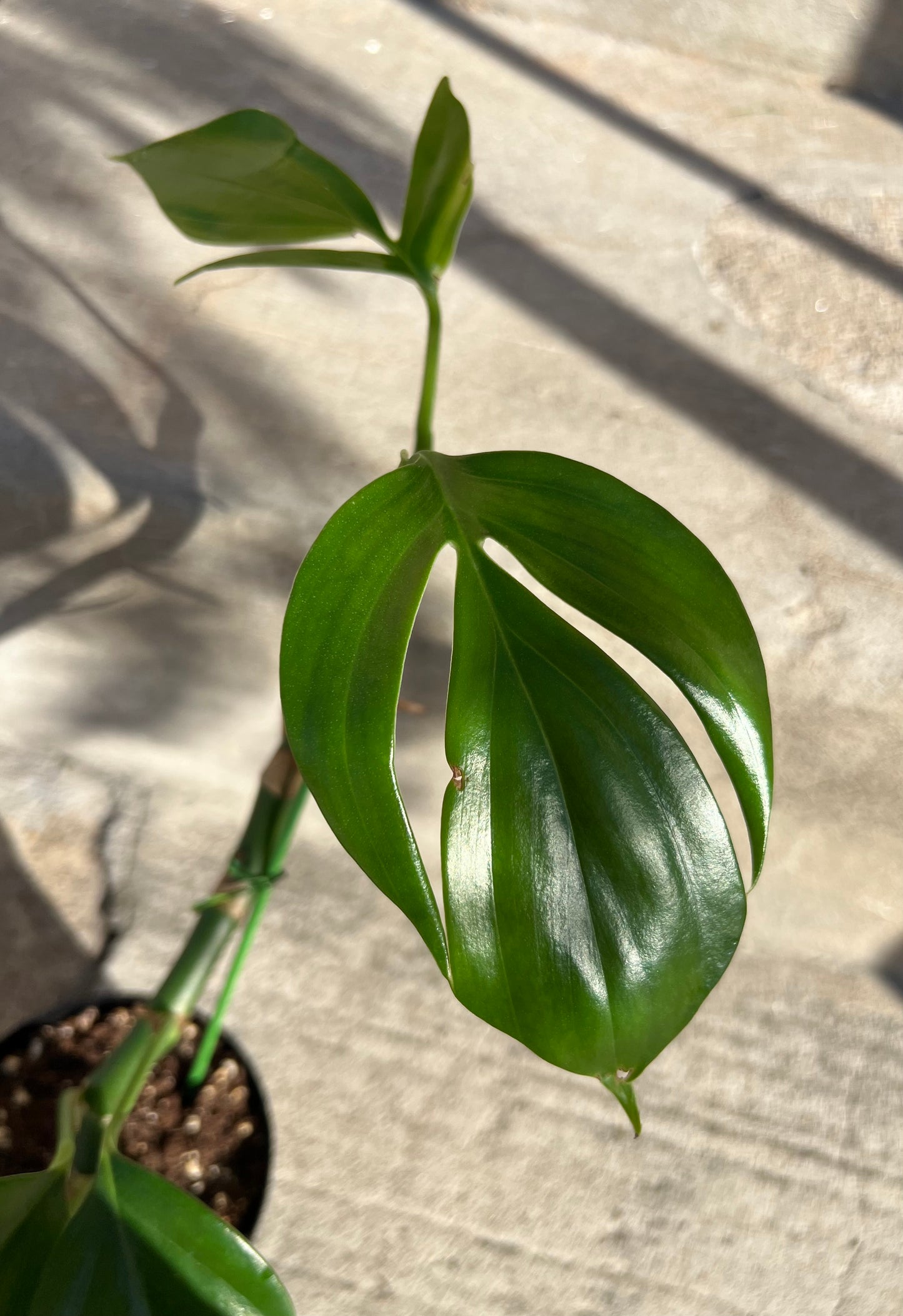 Rhaphidophora Decursiva "Philodendron Dragon's Tail"