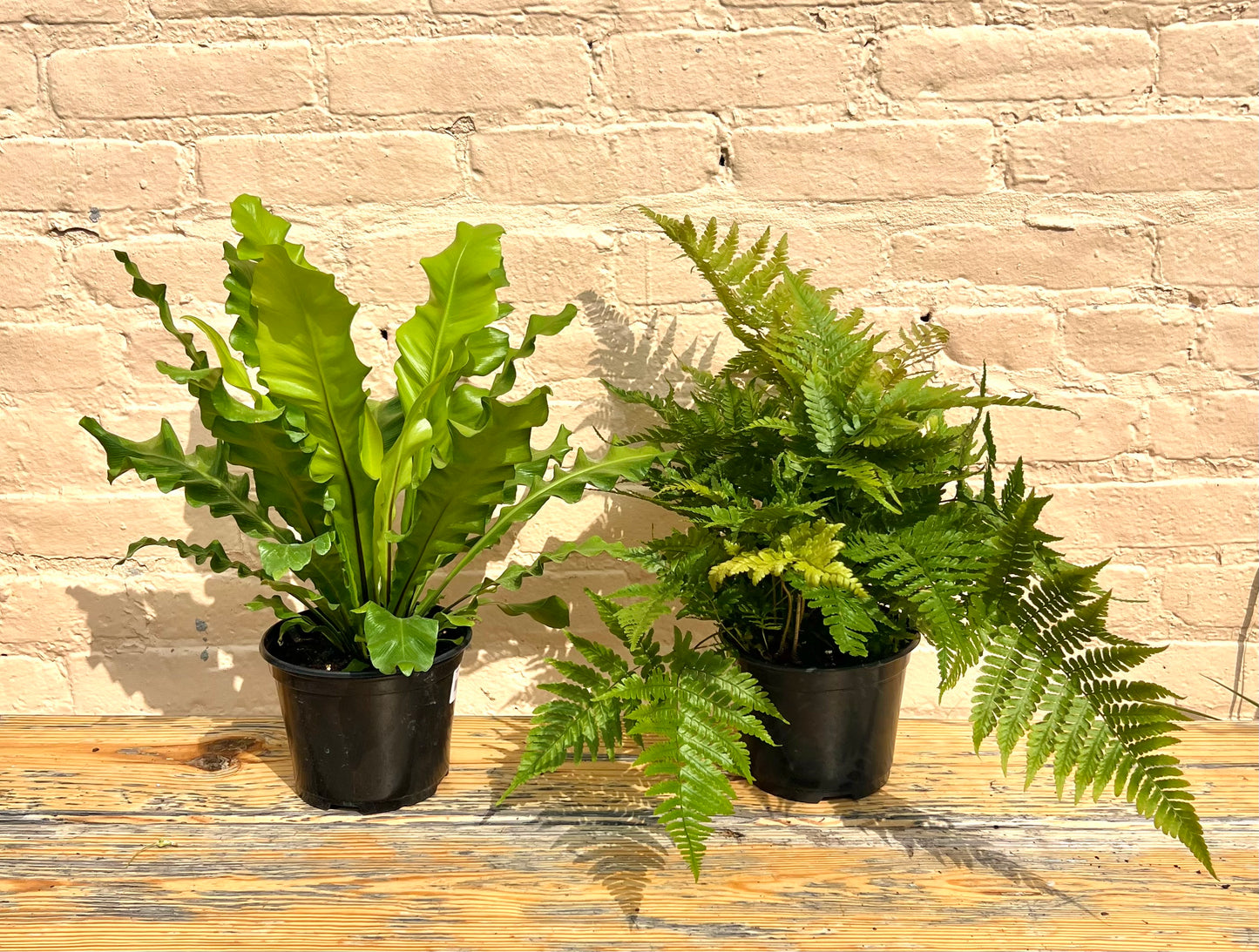Assorted Ferns (bulk quantities only)