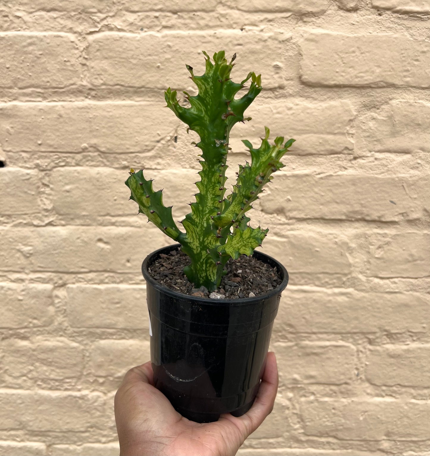 Euphorbia trigona variegated