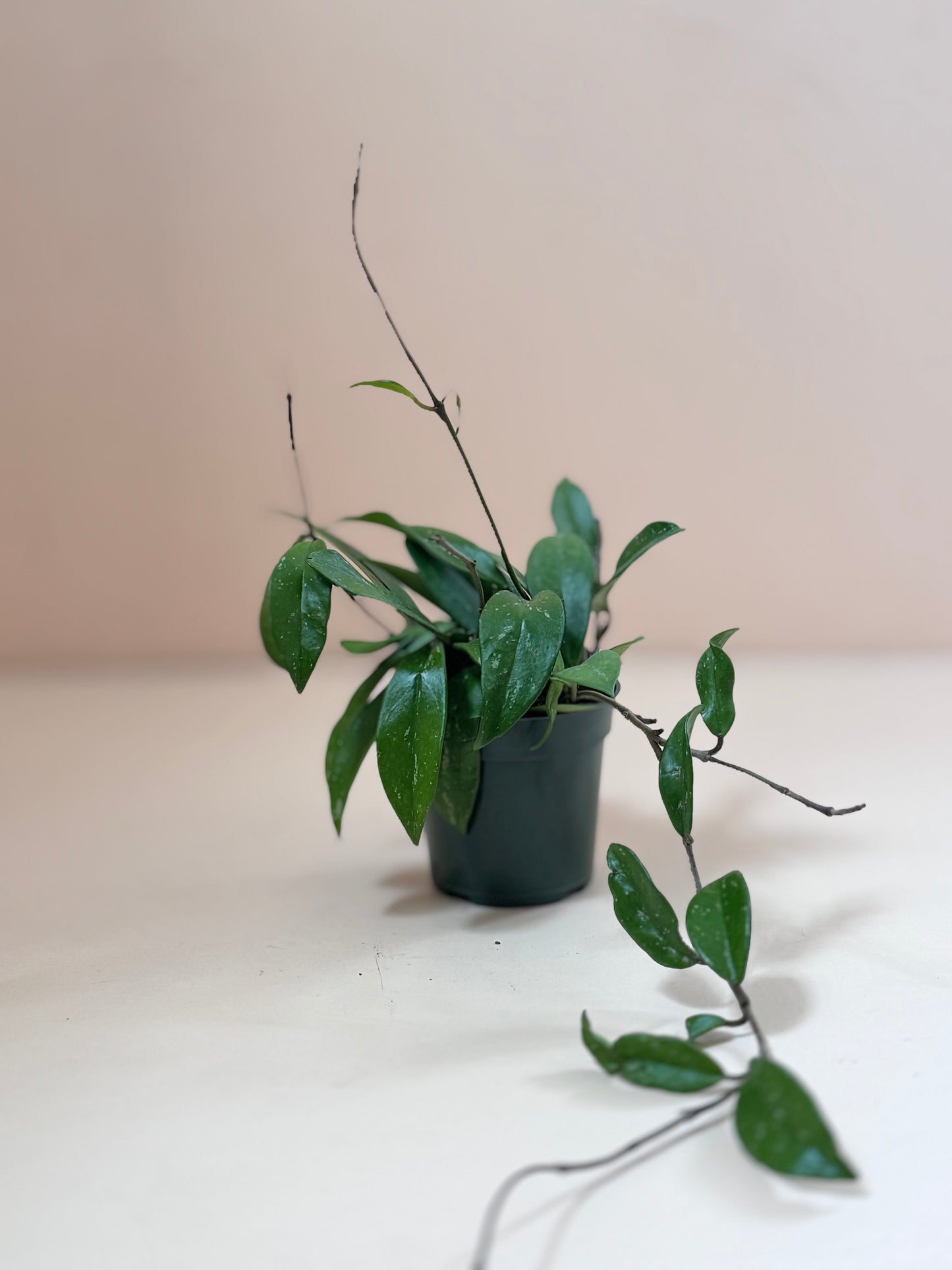 Hoya pubicalyx 'Speckled/Splash'