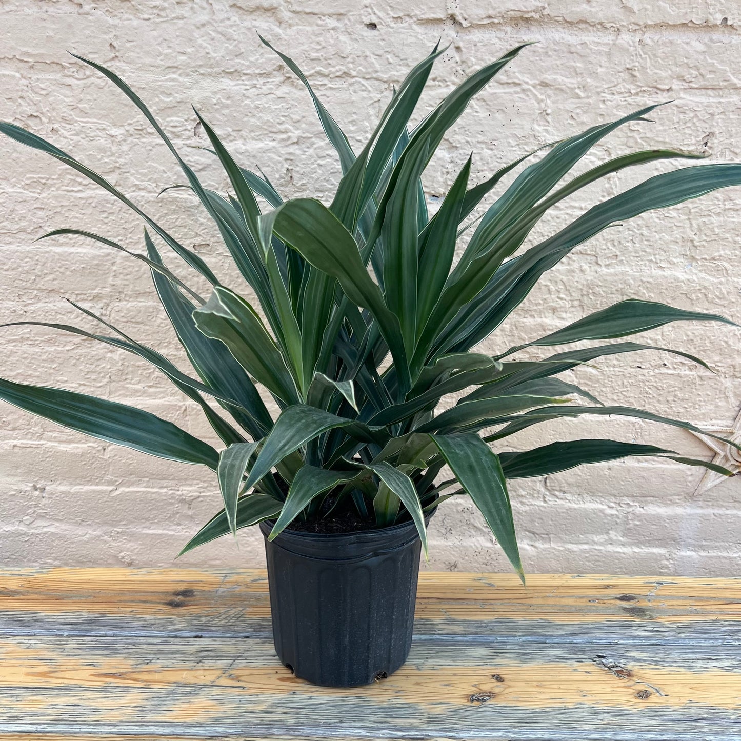 Dracaena Warneckei Jumbo