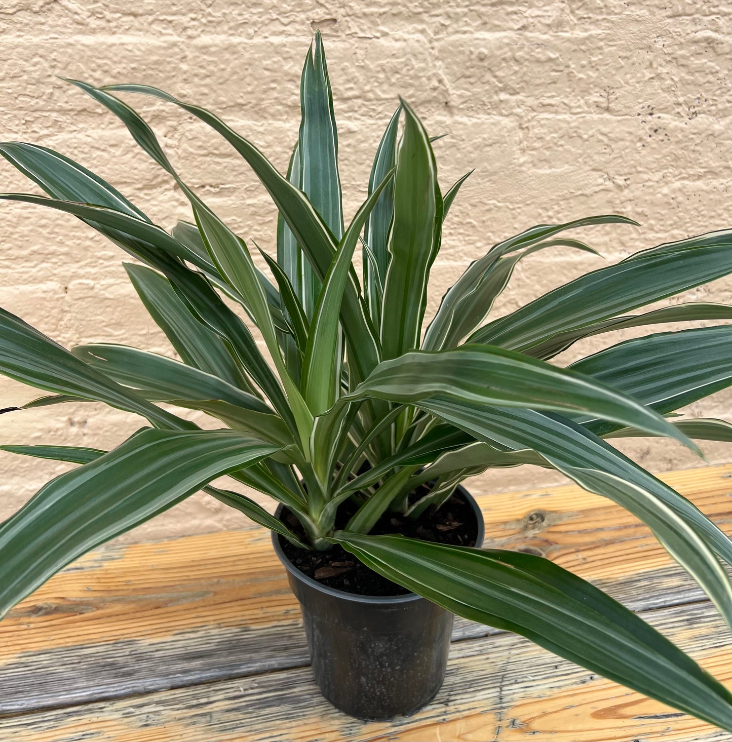 Dracaena Warneckei Jumbo