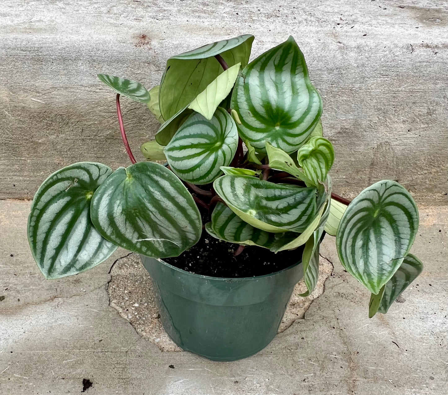 Peperomia argyreia 'Watermelon peperomia'