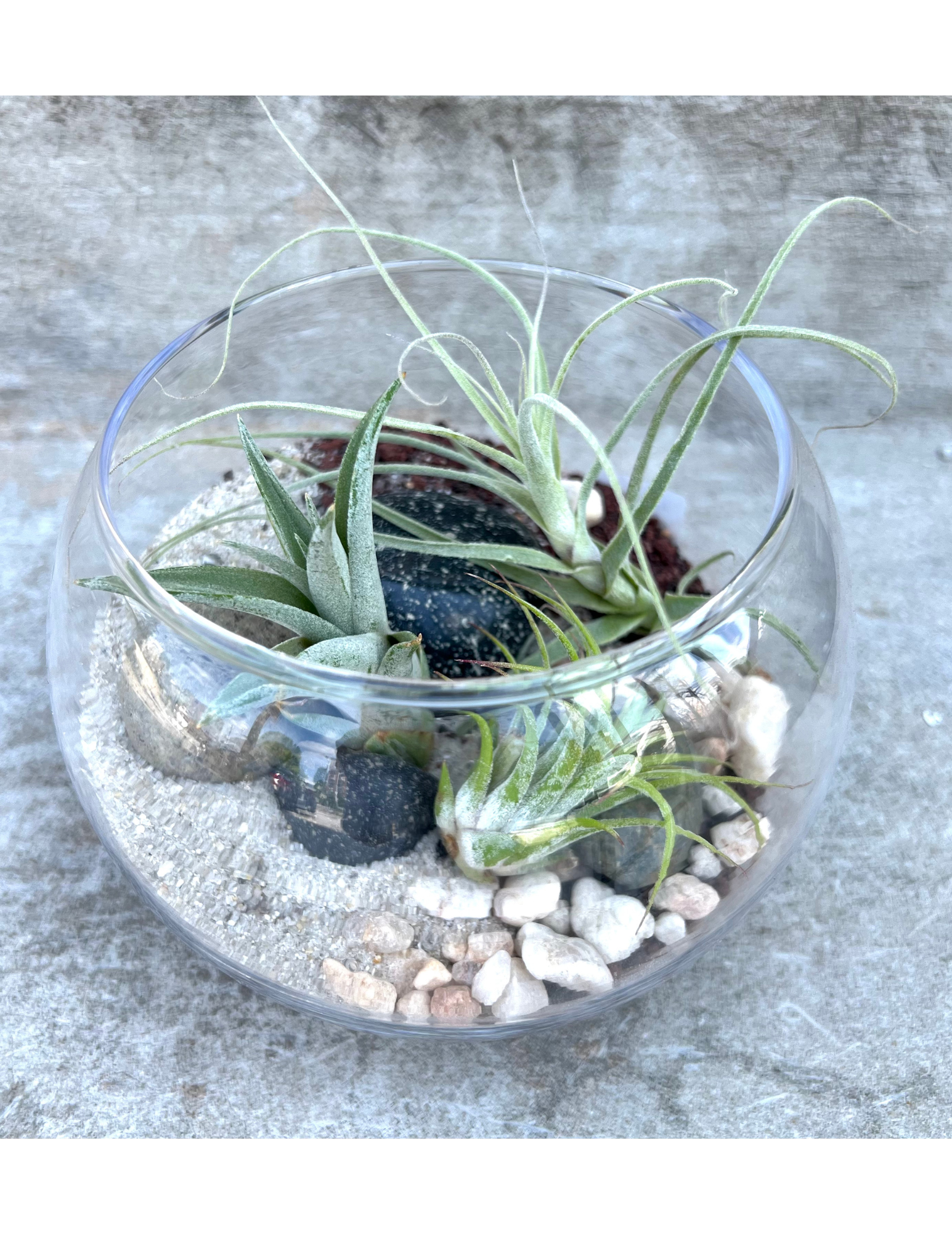 air plant terrarium with plants Air Plant Globe Terrarium – B.Willow