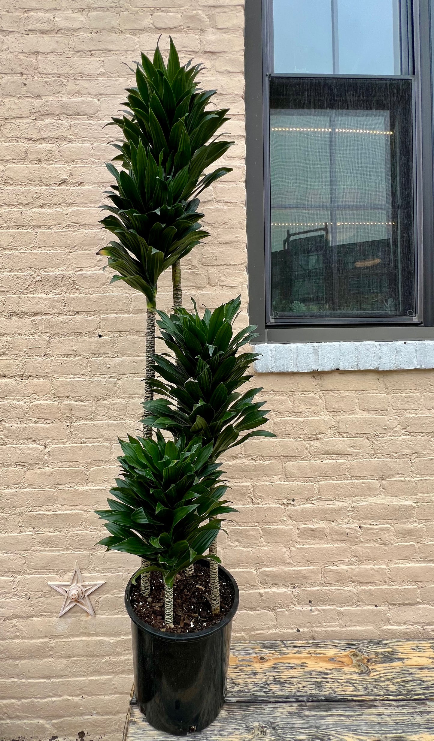 Dracaena deremensis 'Dracaena Janet Craig'