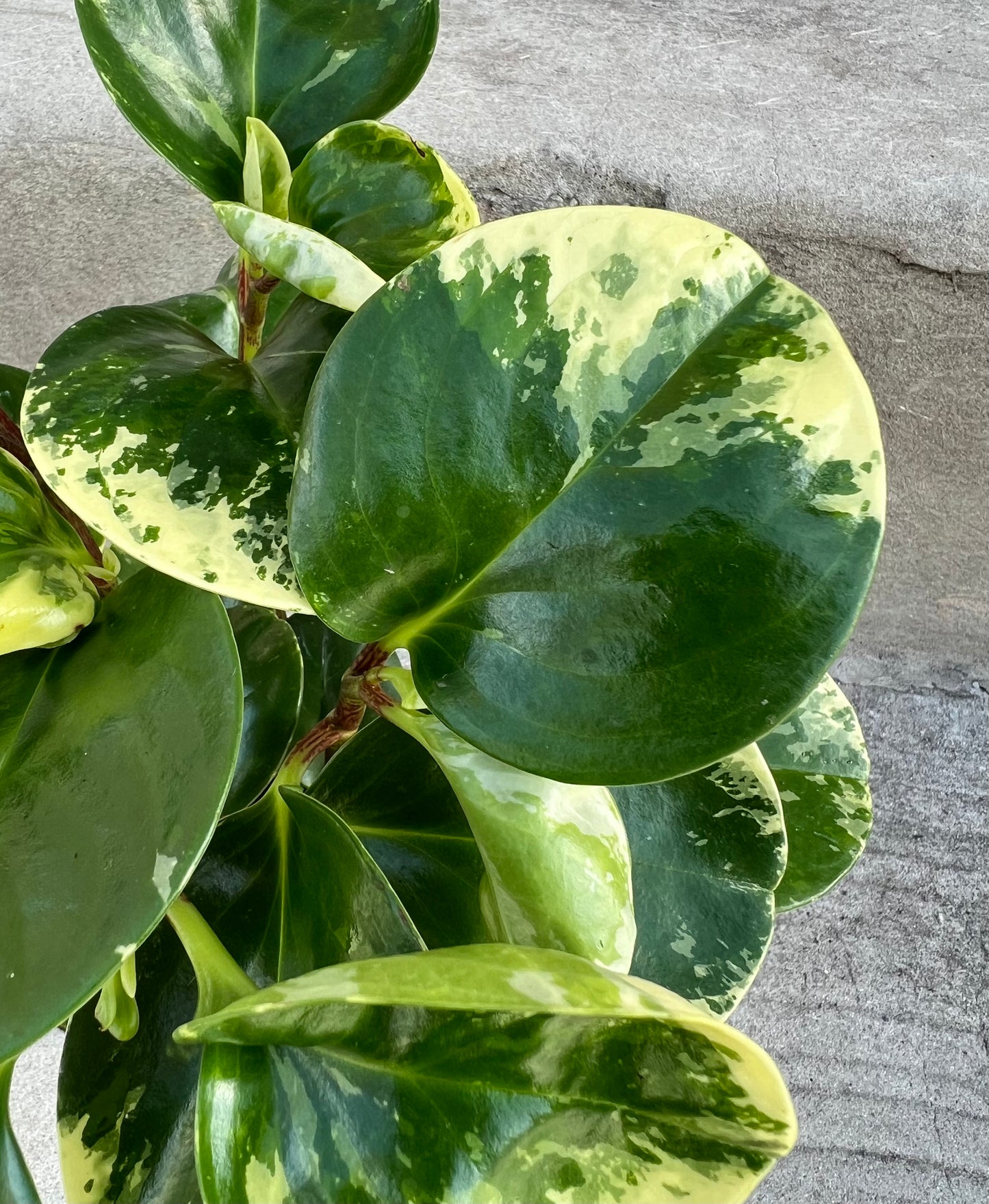 Peperomia obtusifolia