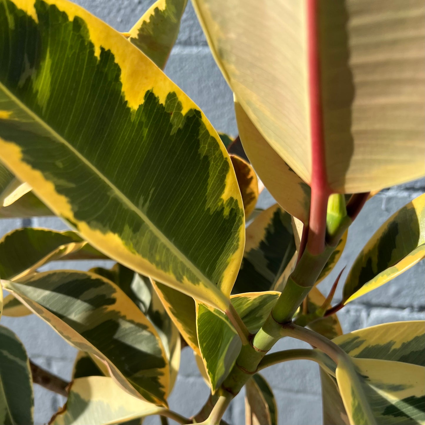 Ficus elastica 'Tineke'