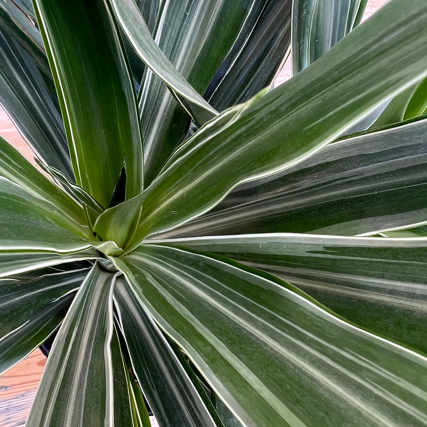 Dracaena Warneckei Jumbo