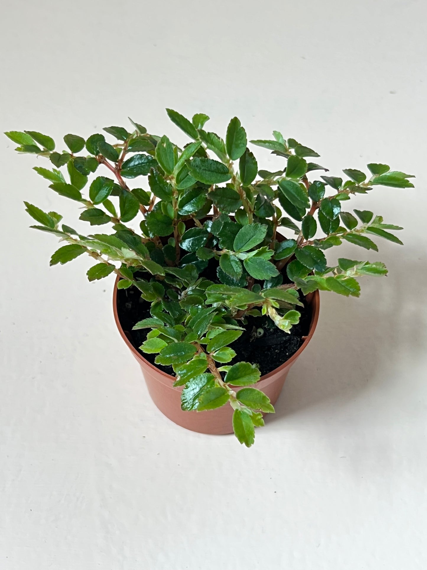 Begonia foliosa 'Tiny Pink'