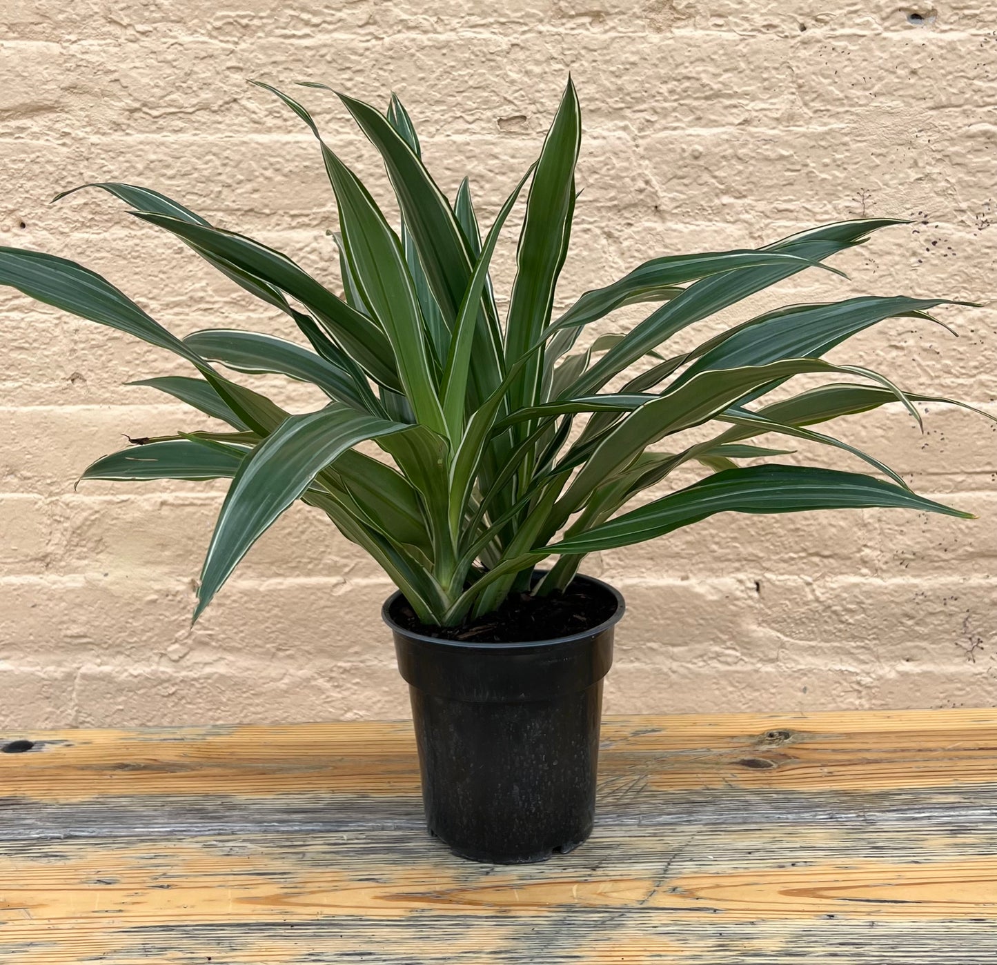 Dracaena Warneckei Jumbo