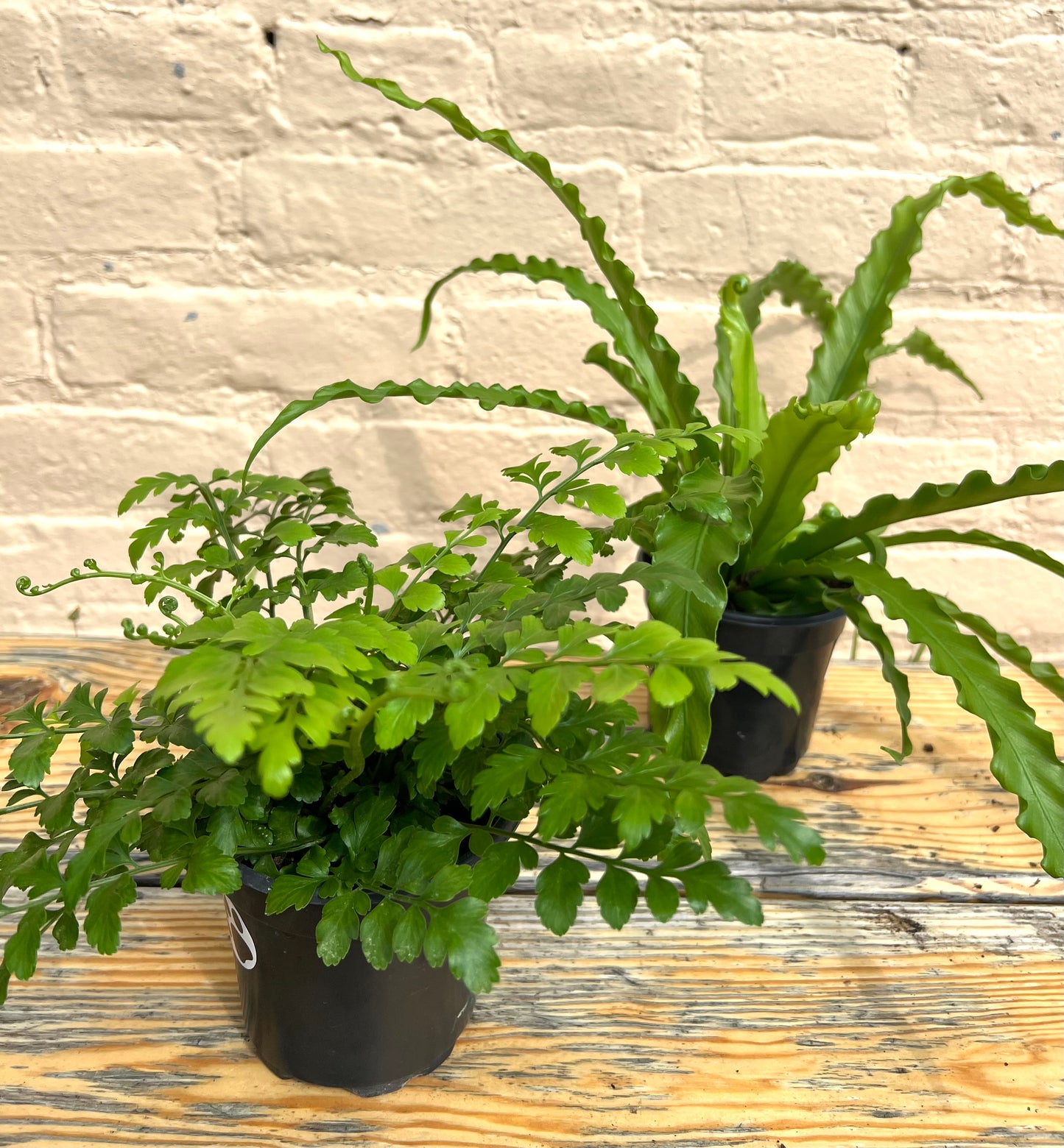 Assorted Ferns (bulk quantities only)