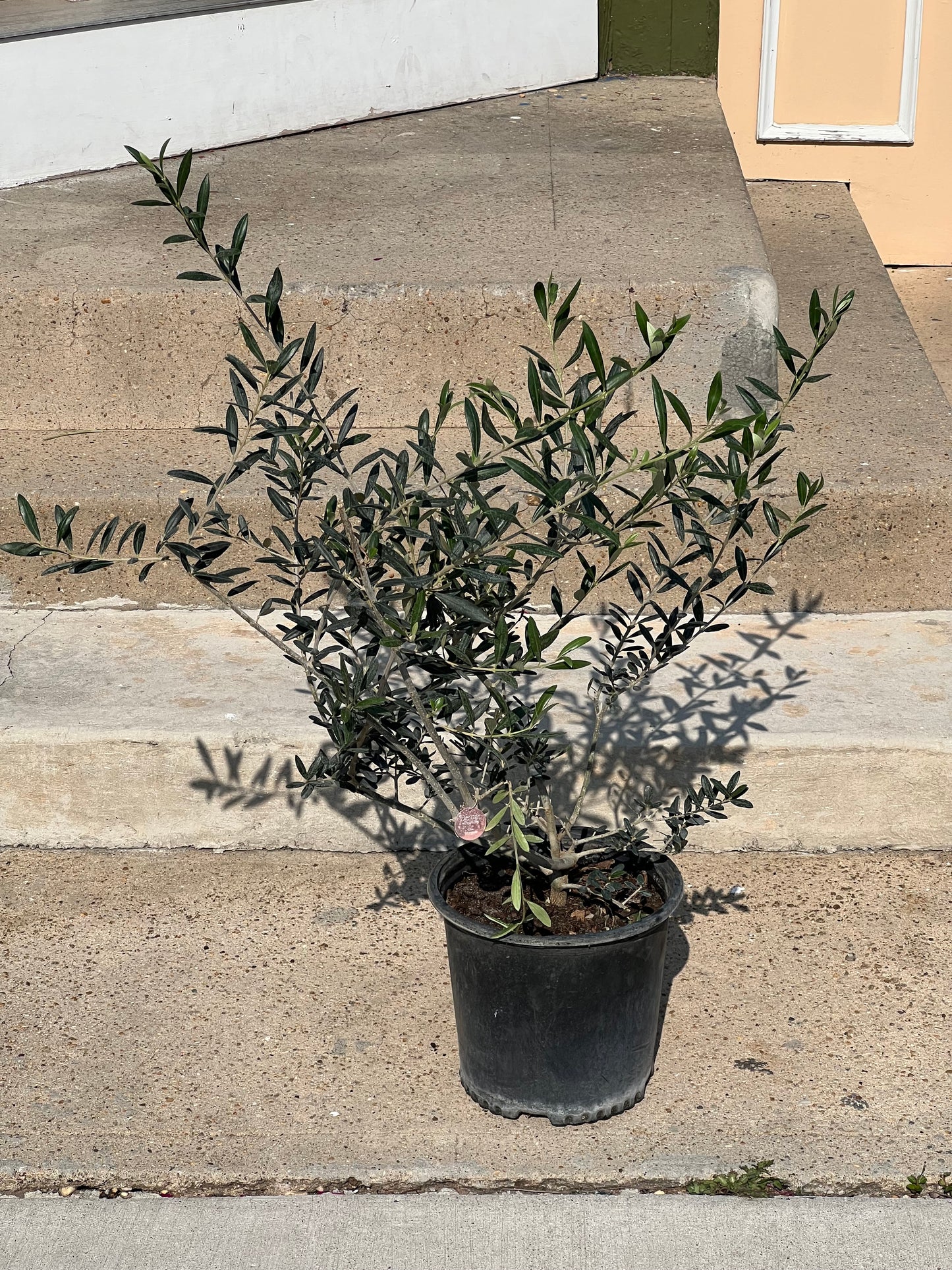 Olea europaea 'Olive Bush'