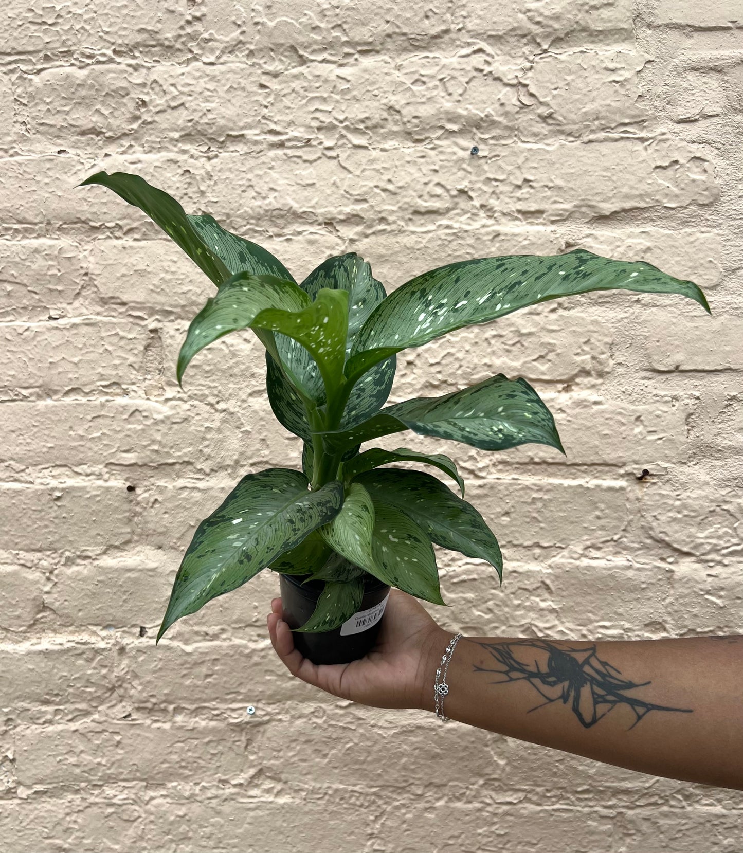 Dieffenbachia Tiki