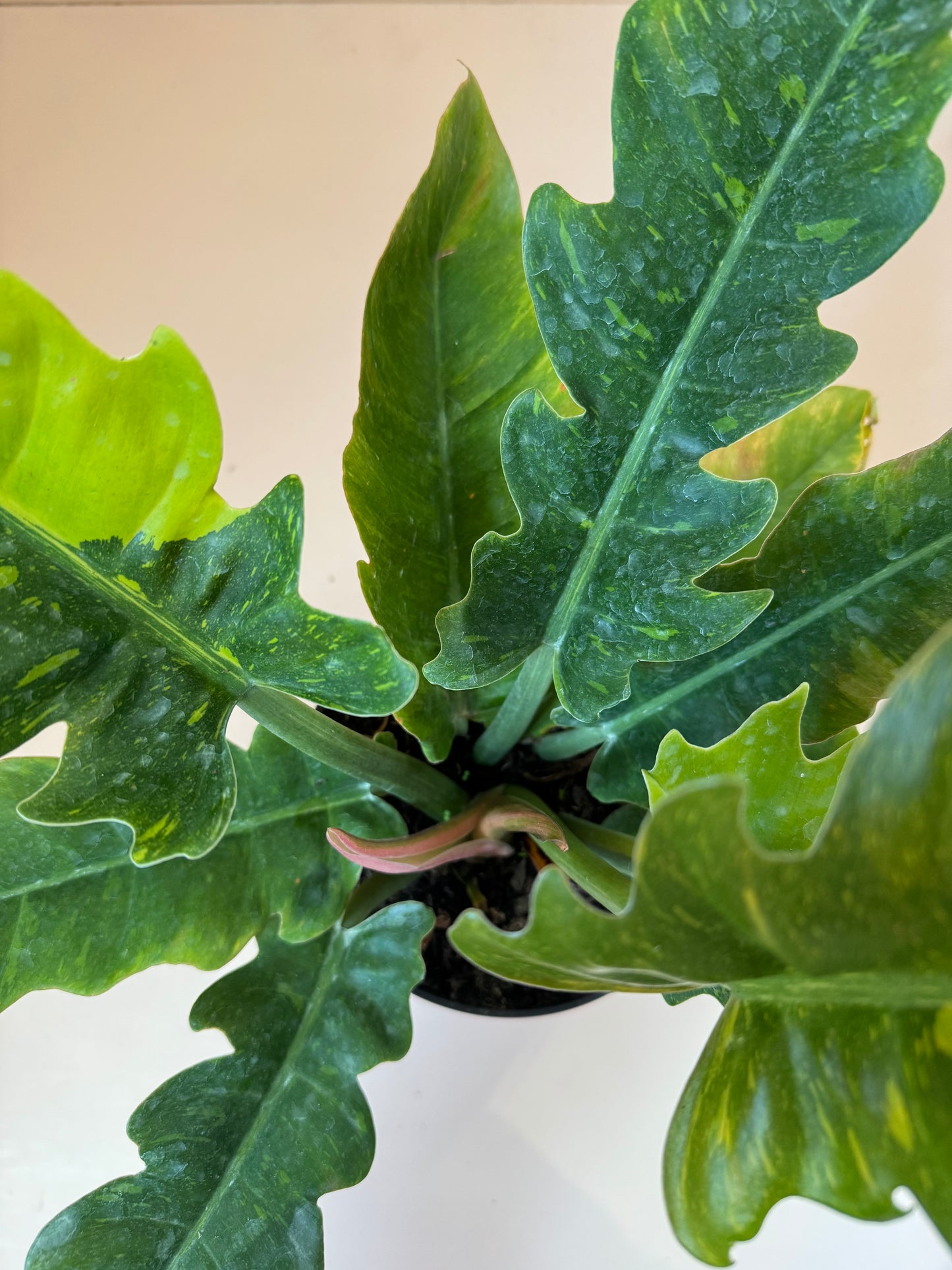 Philodendron mayoi