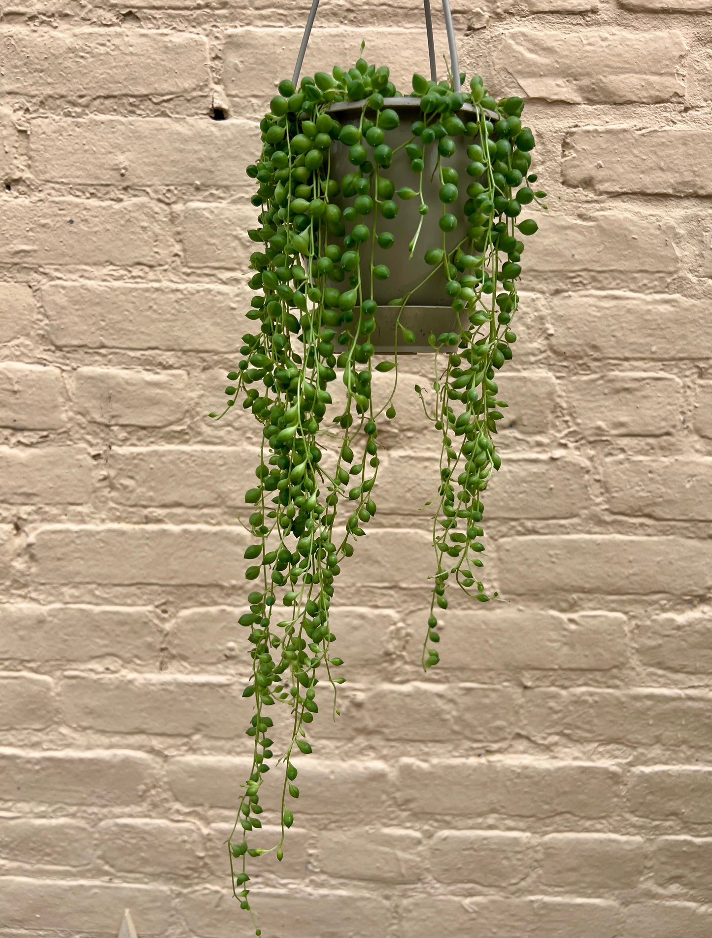 Curio rowleyanus 'String of Pearls'