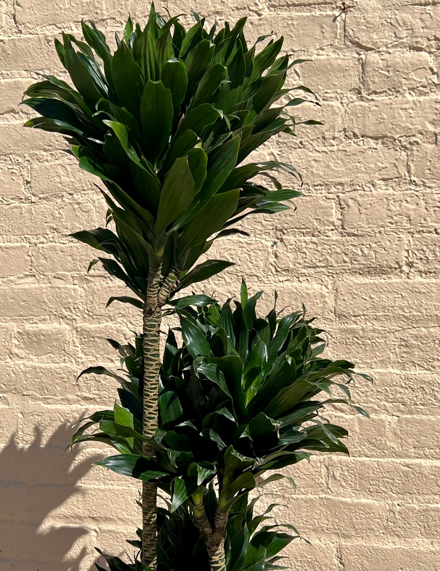 Dracaena fragrans 'JC Compacta Cane'