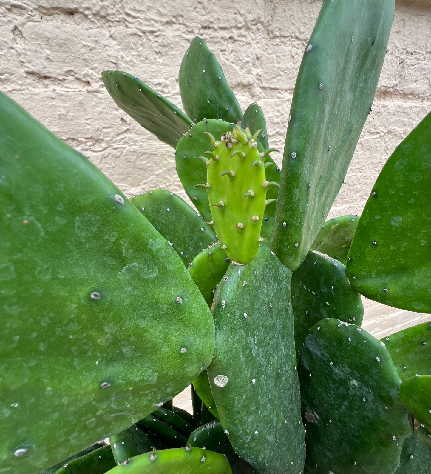 Cactus Opuntia Nopal