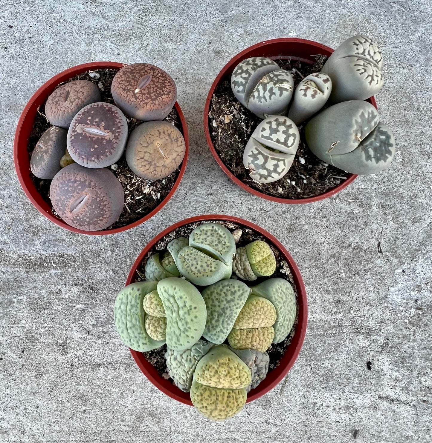Lithops 'Living Stones'
