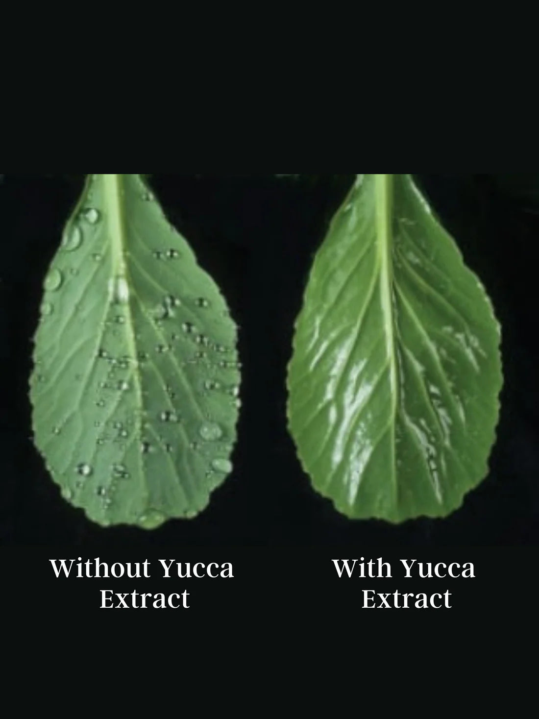 Bios Yucca Extract