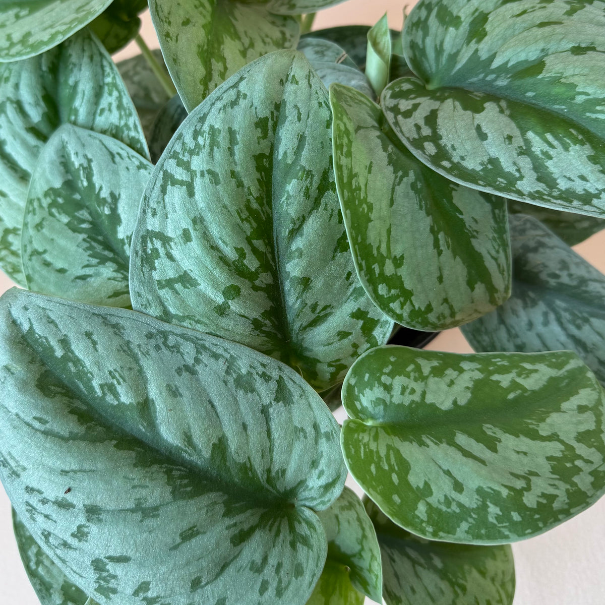 Scindapsus 'Silver Satin'