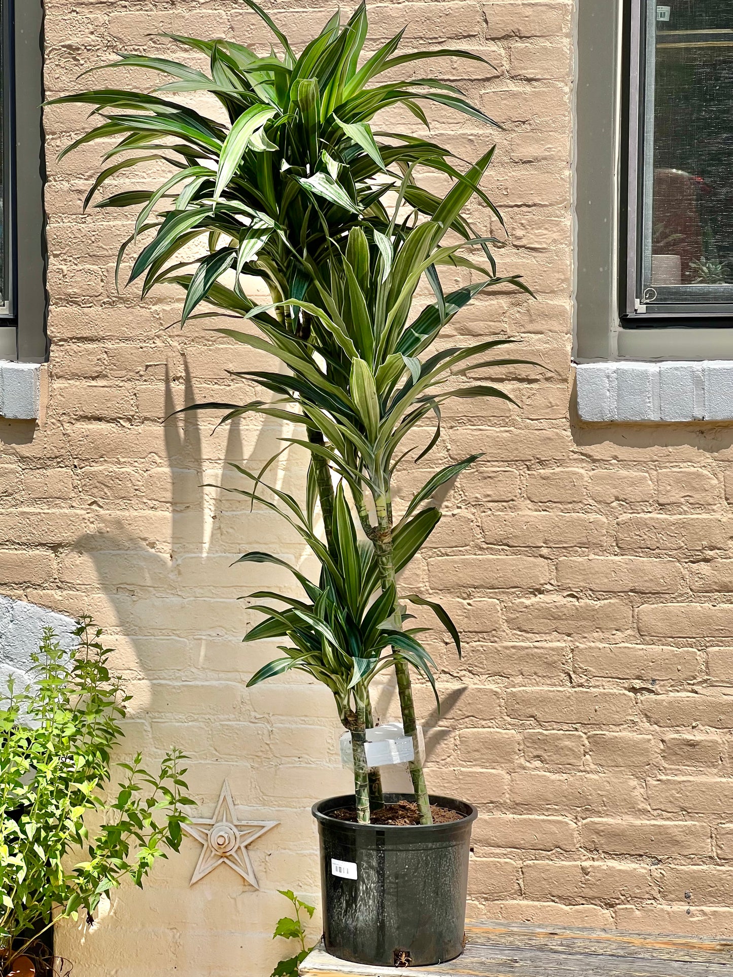 Dracaena Warneckei Jumbo