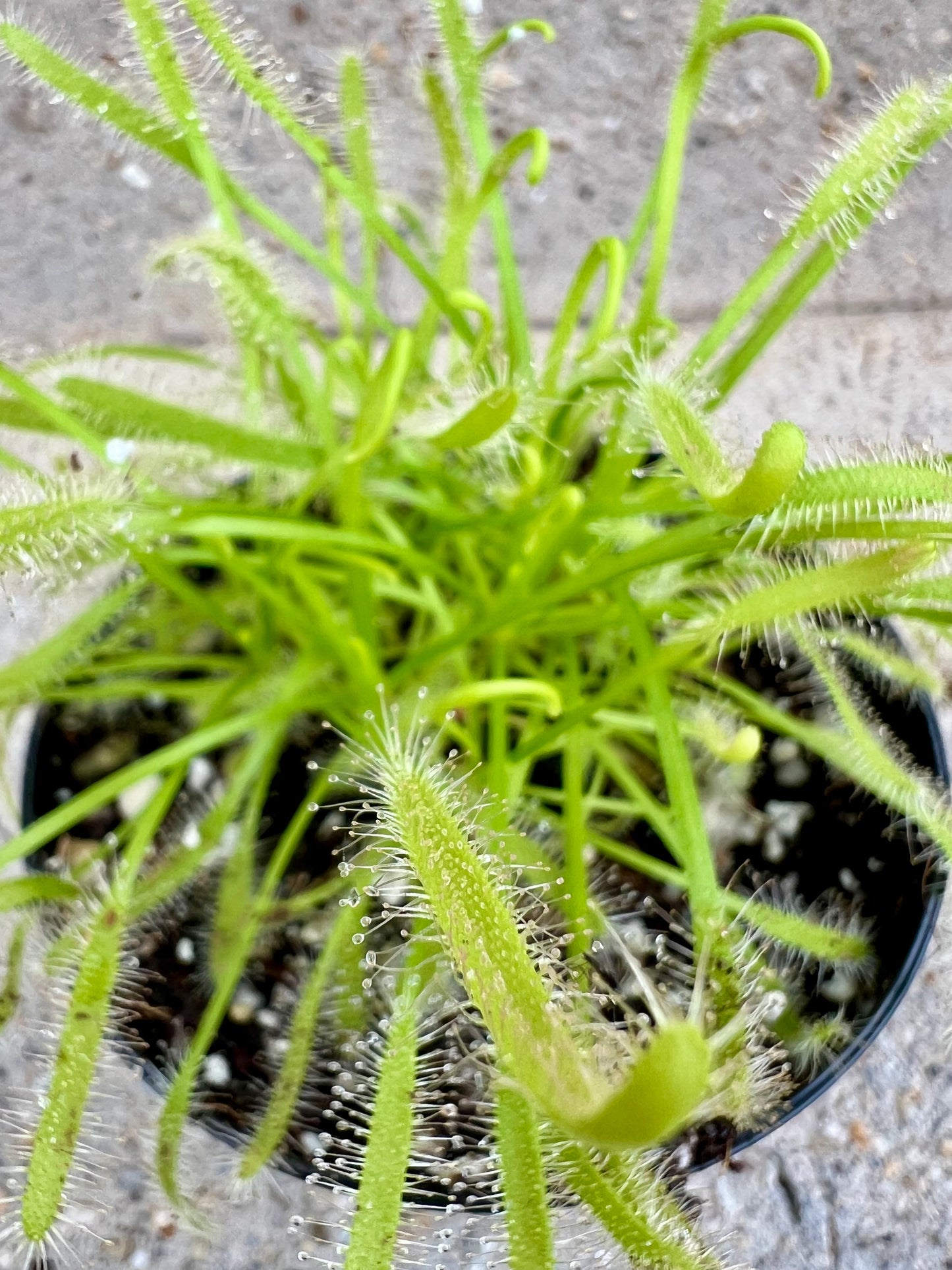 Drosera capensis 'Alba', Albino Cape Sundew