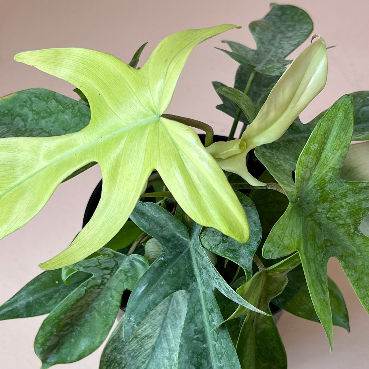 Philodendron 'Florida Ghost'