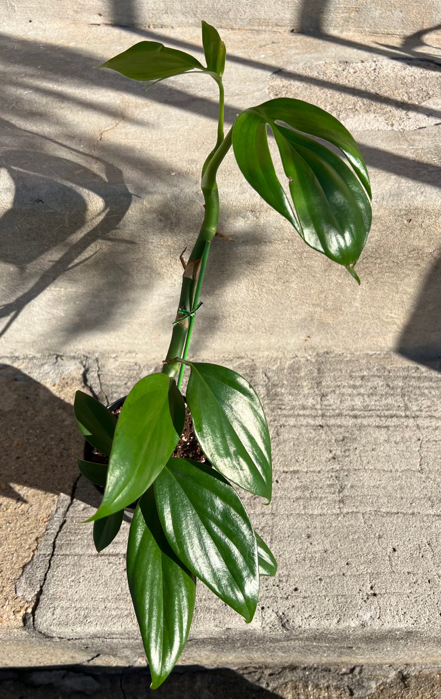 Rhaphidophora Decursiva "Philodendron Dragon's Tail"