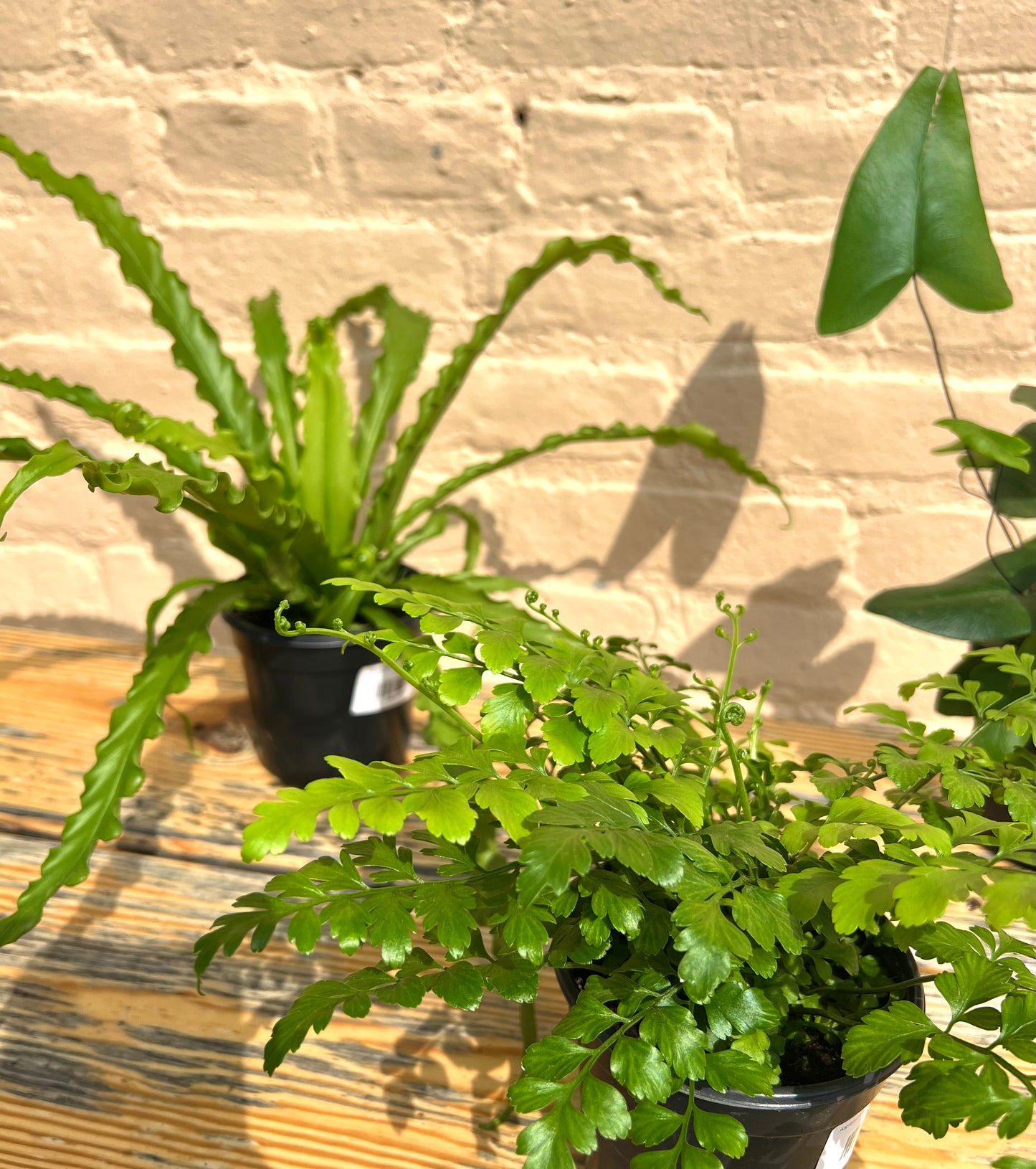 Assorted Ferns (bulk quantities only)