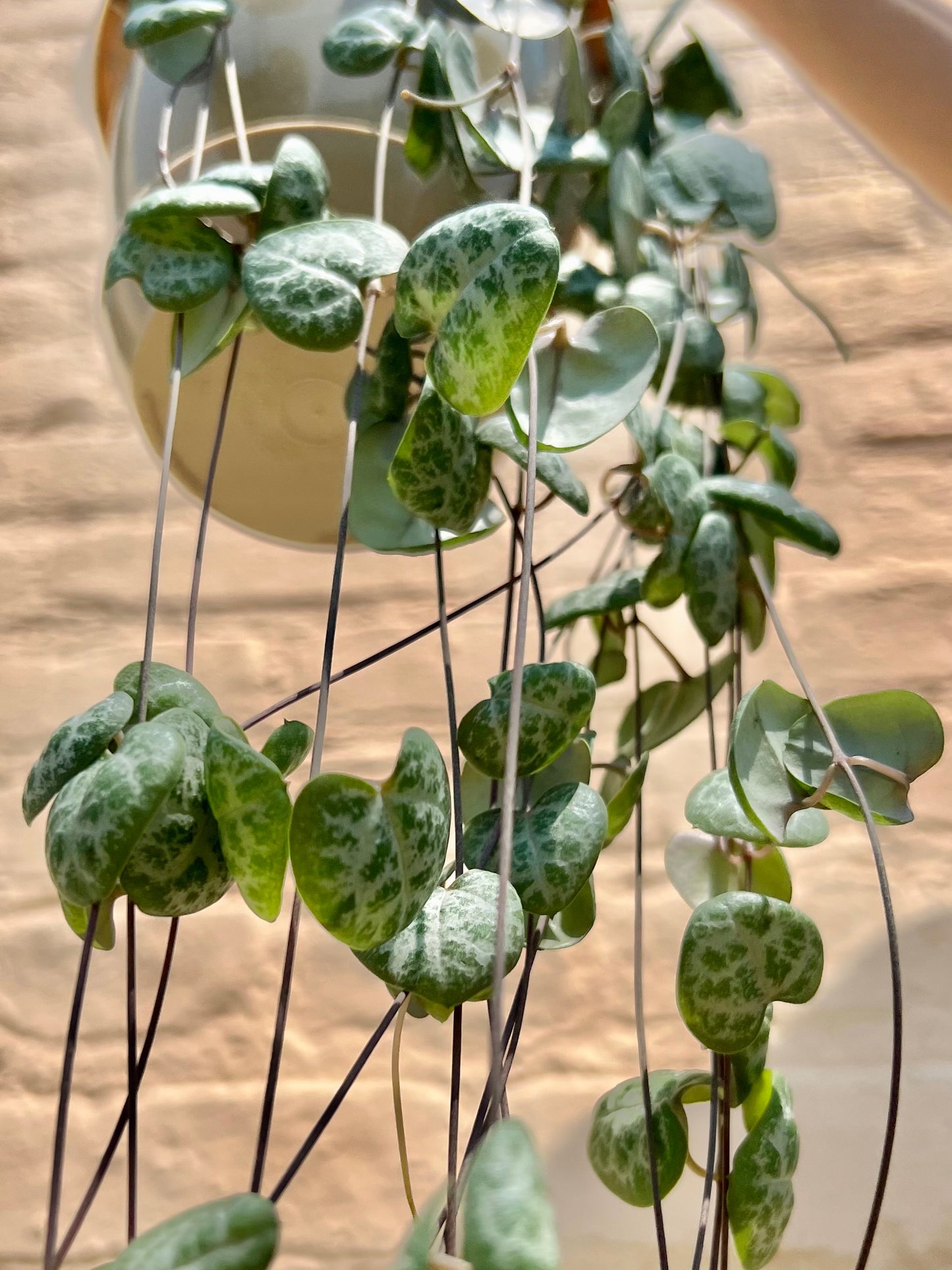 Ceropegia woodii 'String of Hearts'