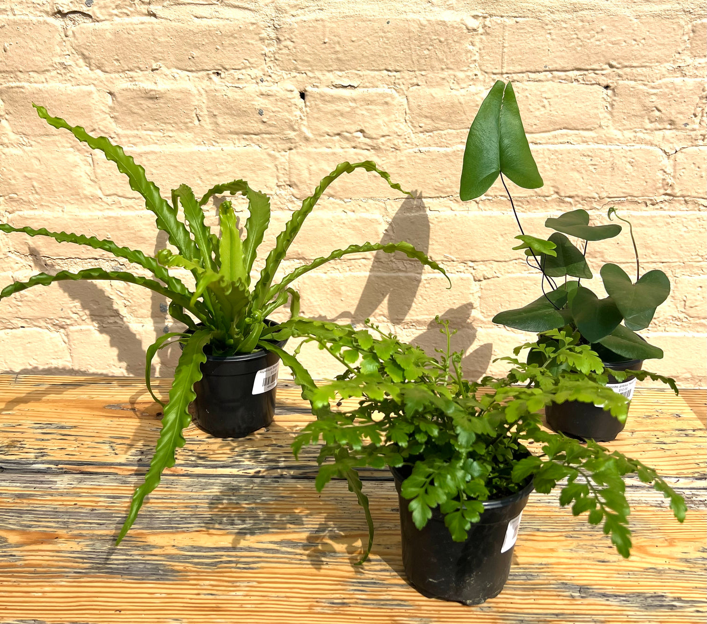 Assorted Ferns (bulk quantities only)