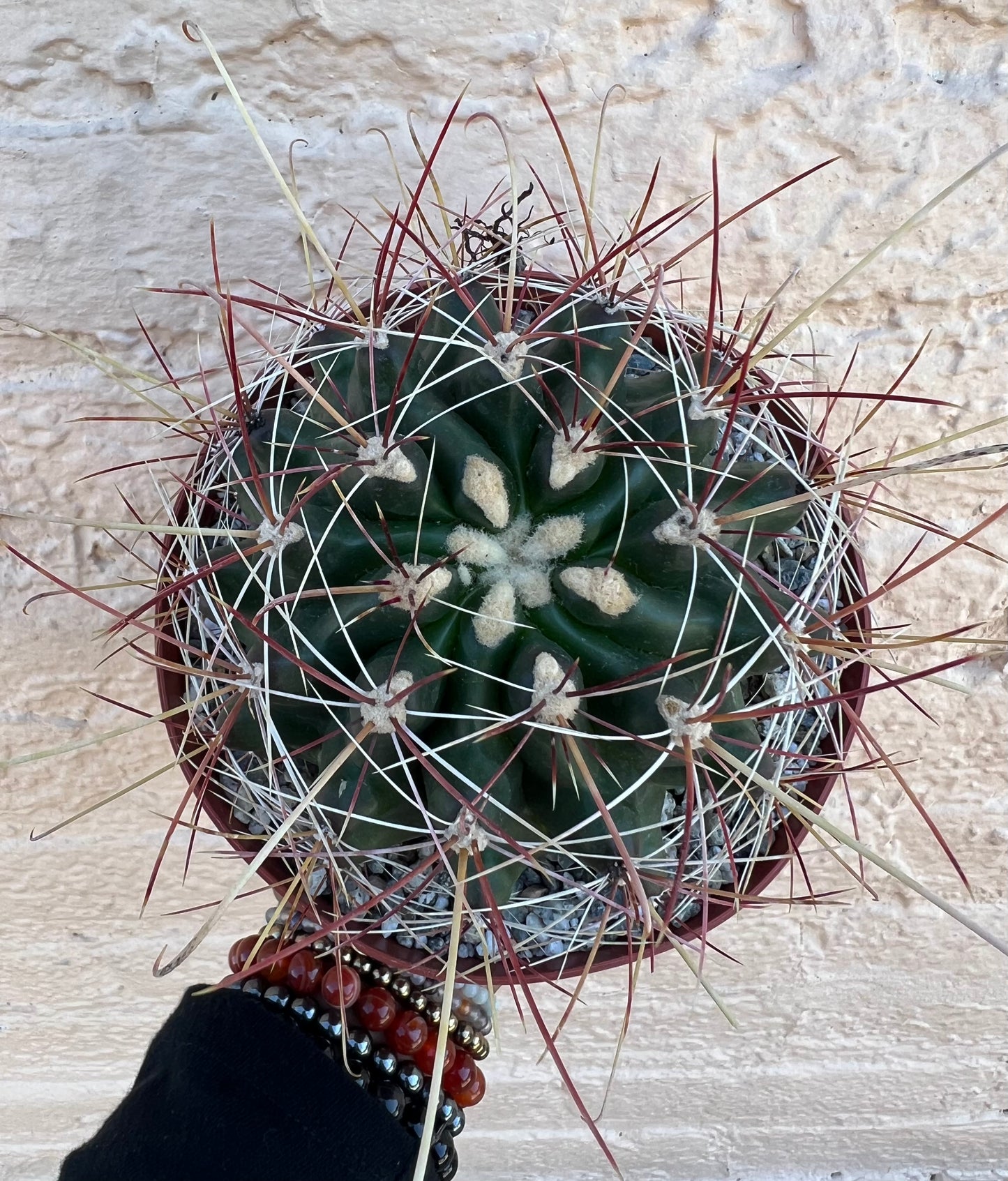 Ferocactus wislizeni