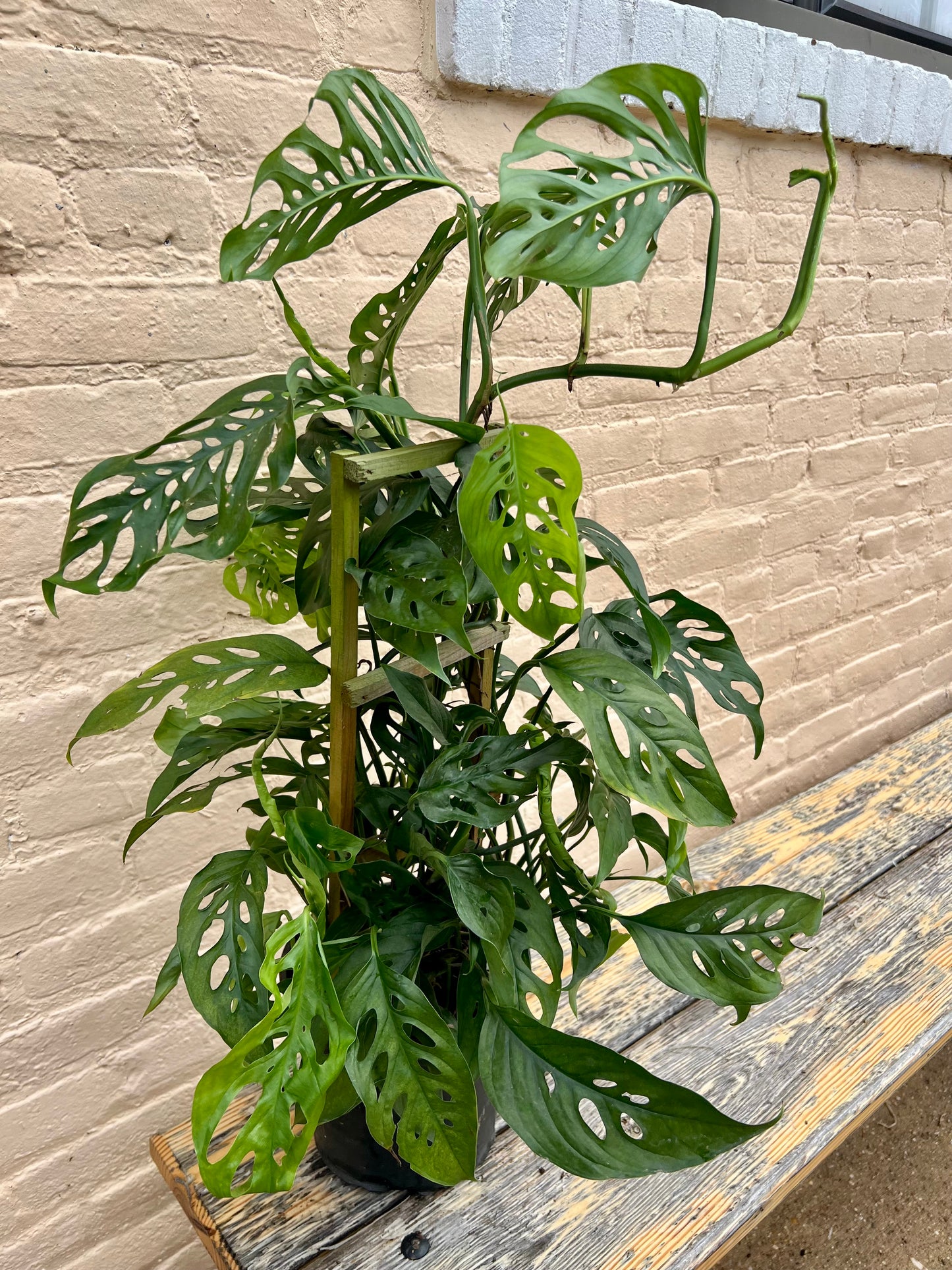 Monstera adansonii