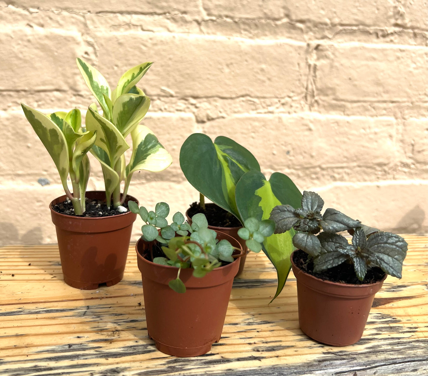 Assorted Hardy Tropicals (bulk quantities only)