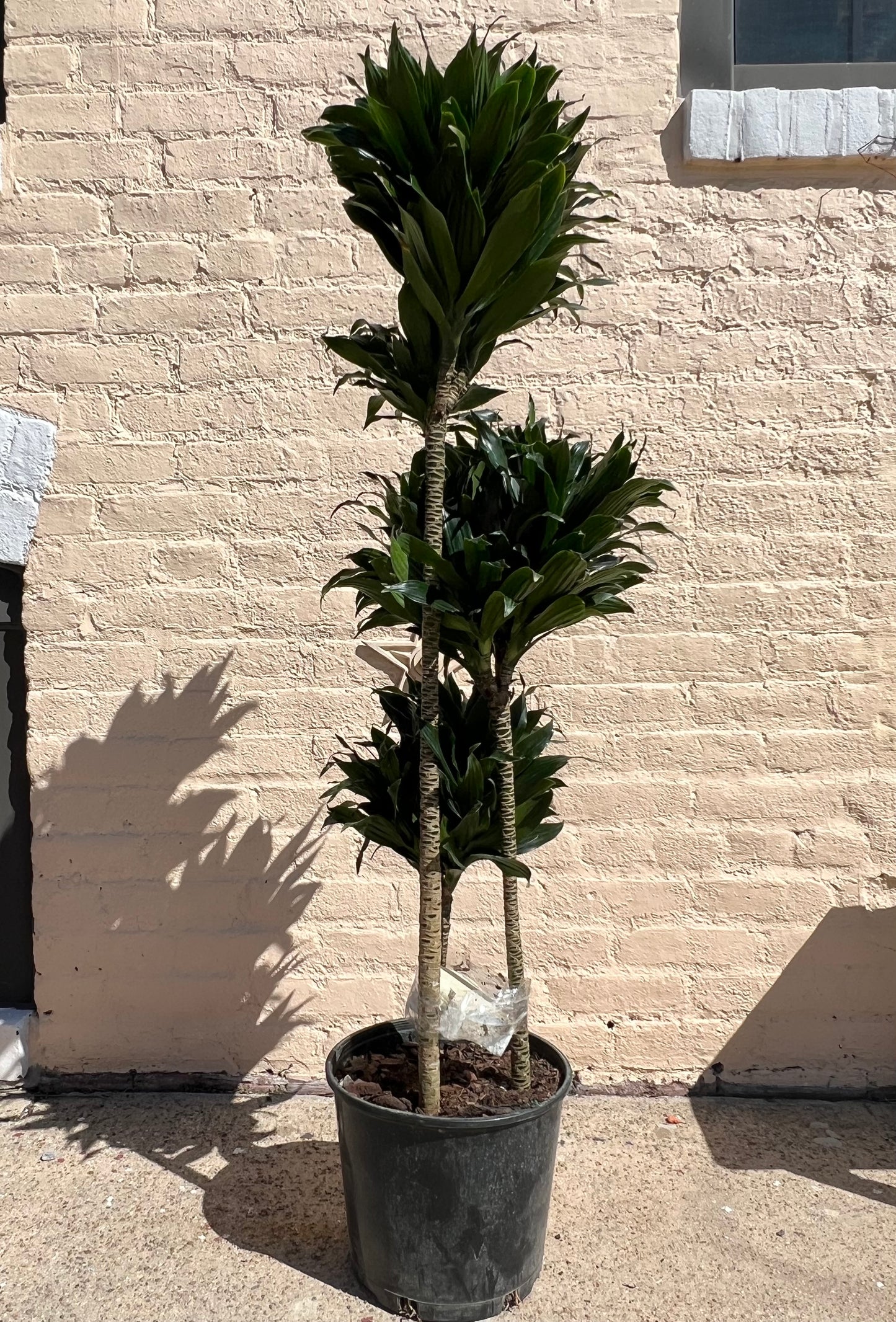 Dracaena fragrans 'JC Compacta Cane'