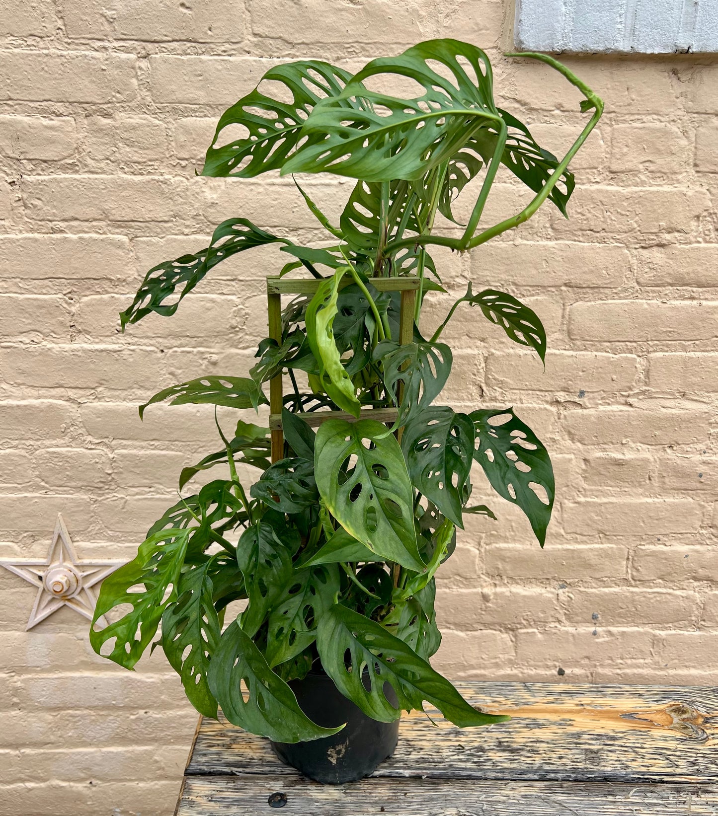Monstera adansonii