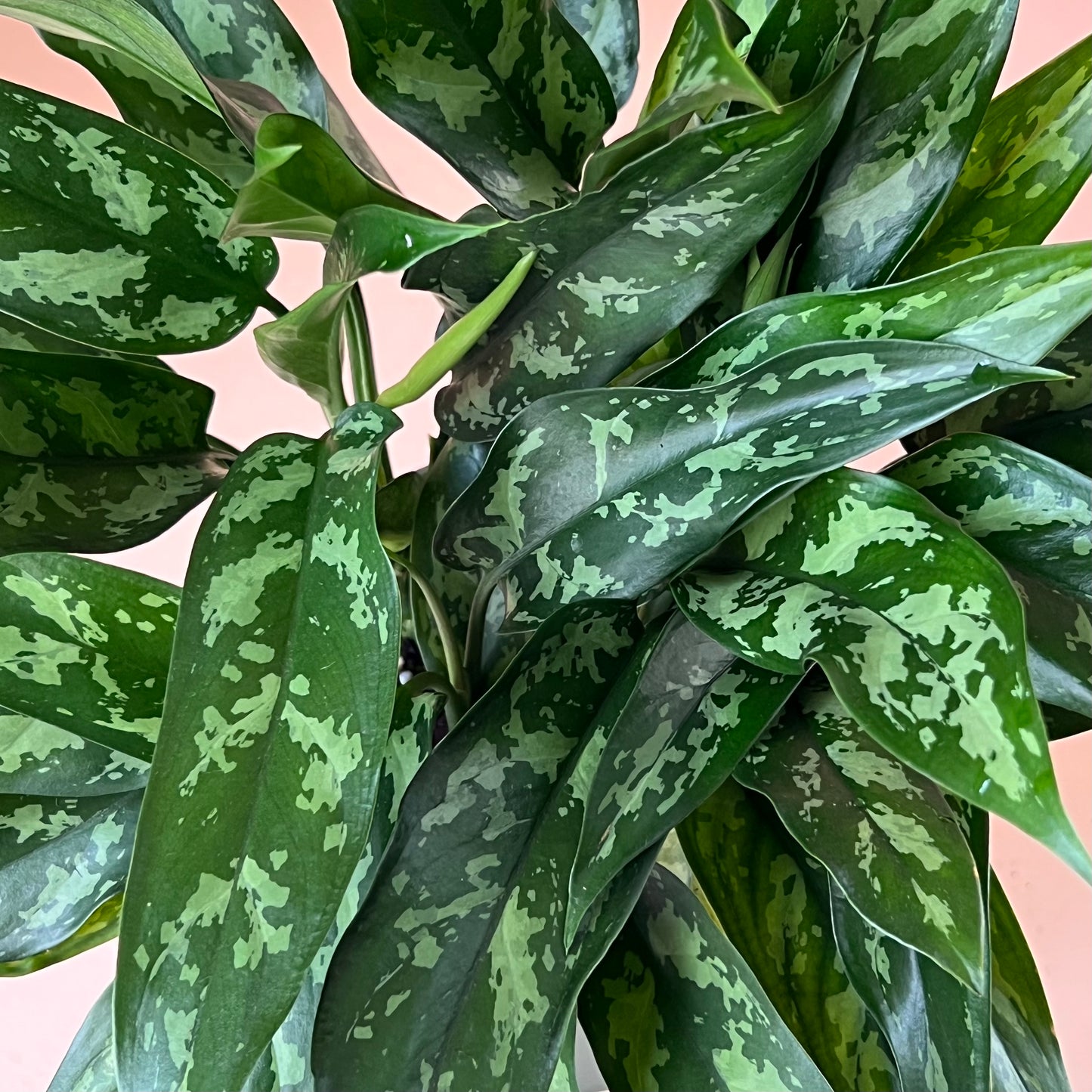 Aglaonema 'Emerald Beauty'