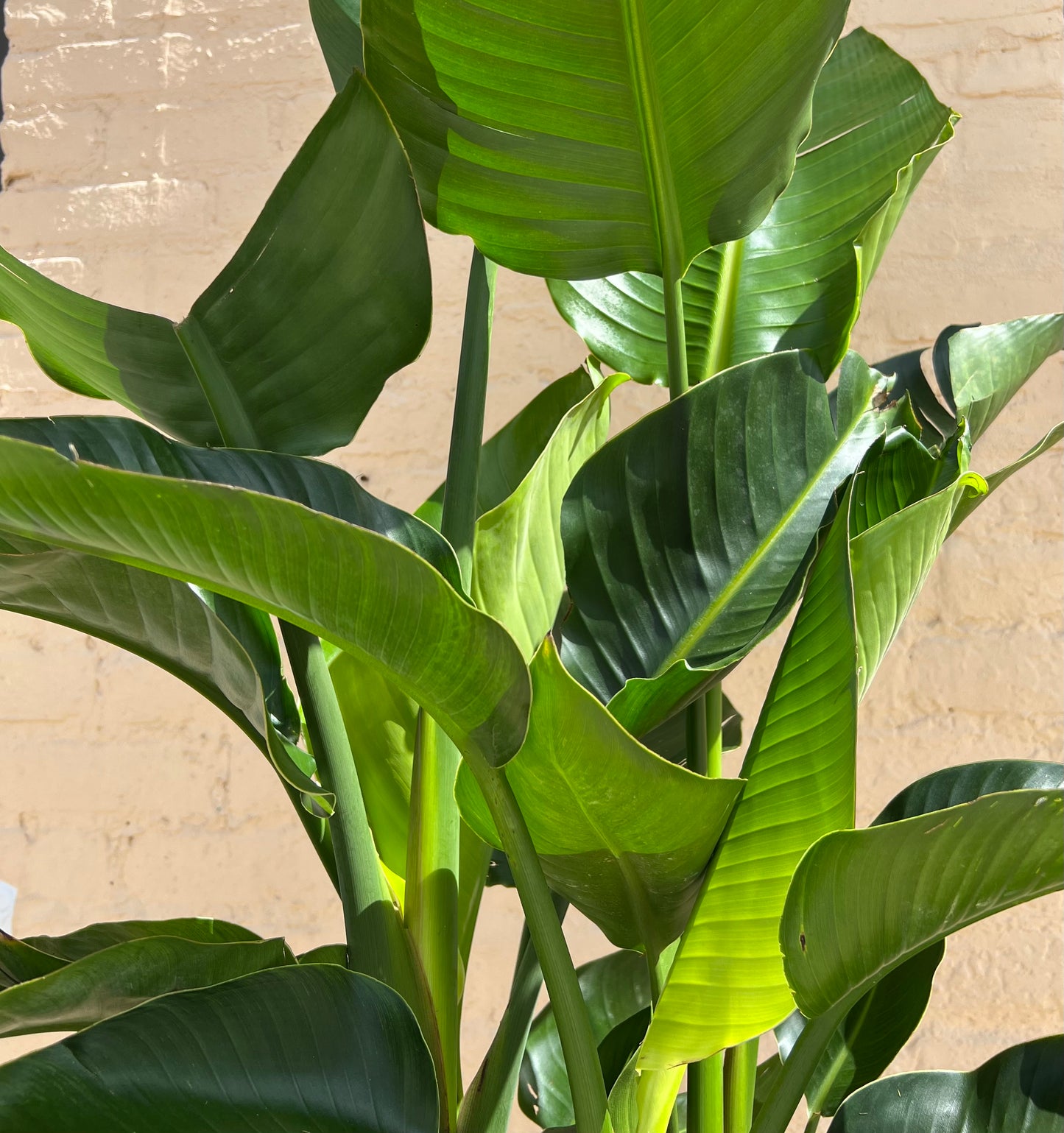 Strelitzia nicolai 'Bird of Paradise'