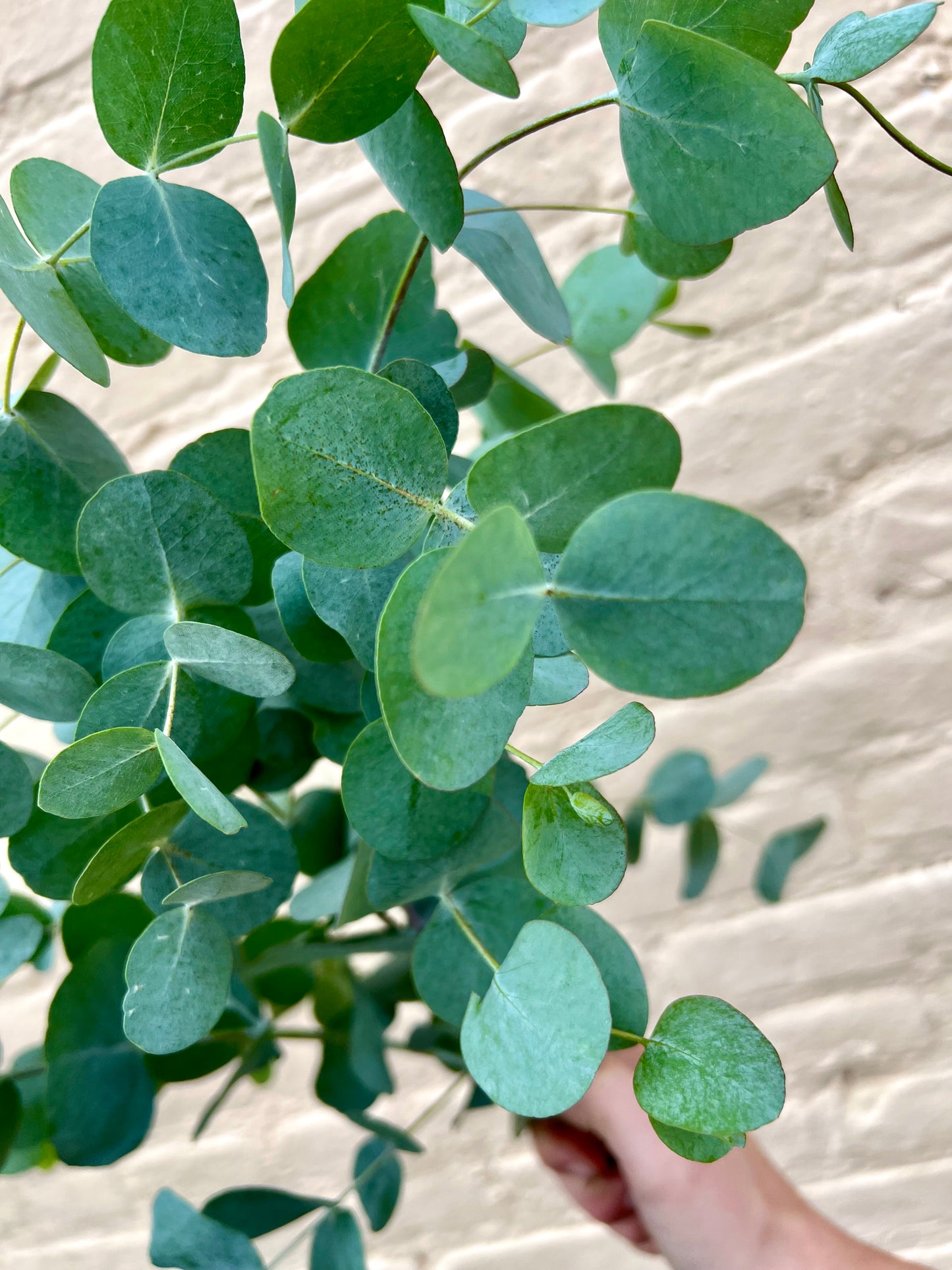 Fresh Eucalyptus Bundle